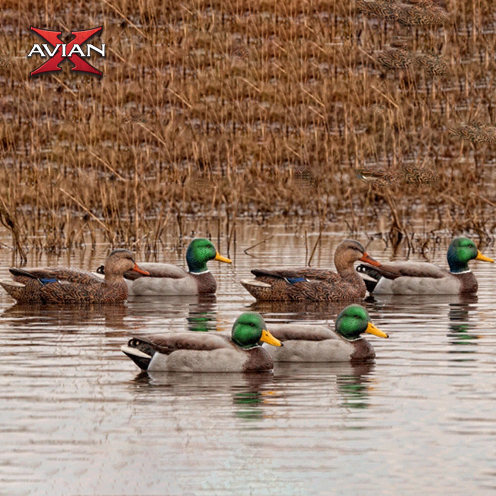 Avian X 3 X AVX-AVX8061 Hunting-Equipment - View #6