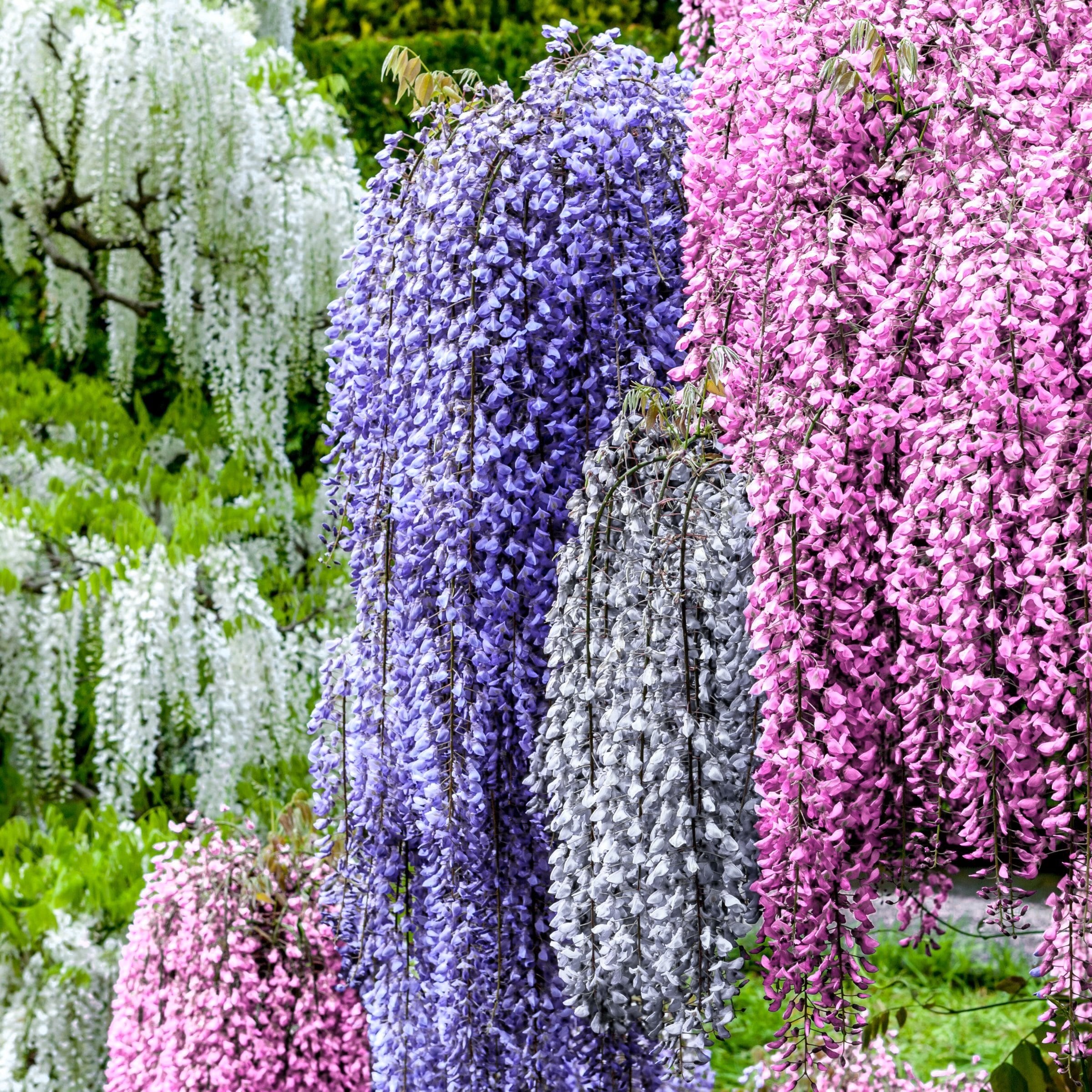 National Plant Network LW1899 Multicolor Tri-Color Wisteria Plant in 1 -Gallon Pot 1 -Pack