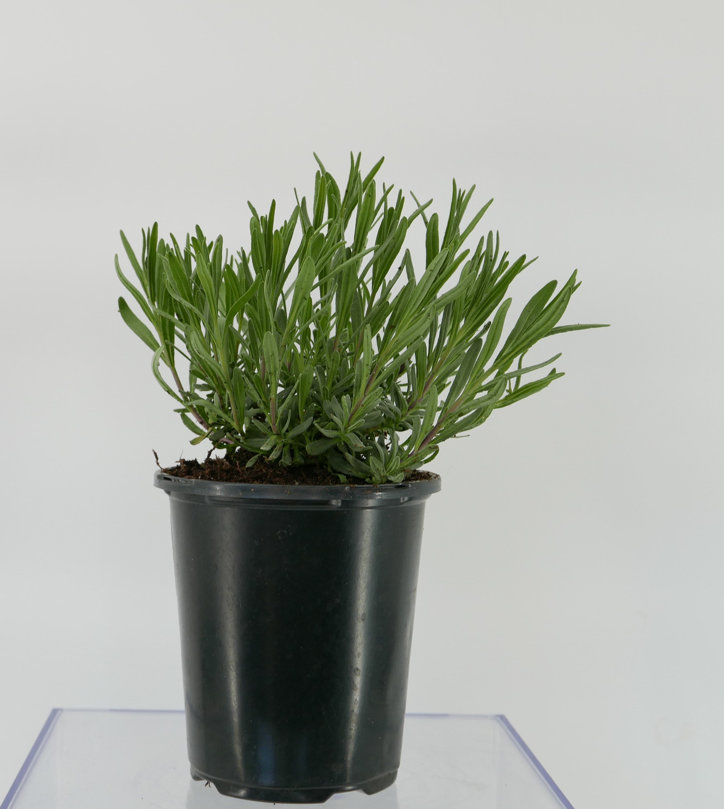  1086 Lavender English Lavender Plant in 1 -Quart Pot 1.0 -Pack