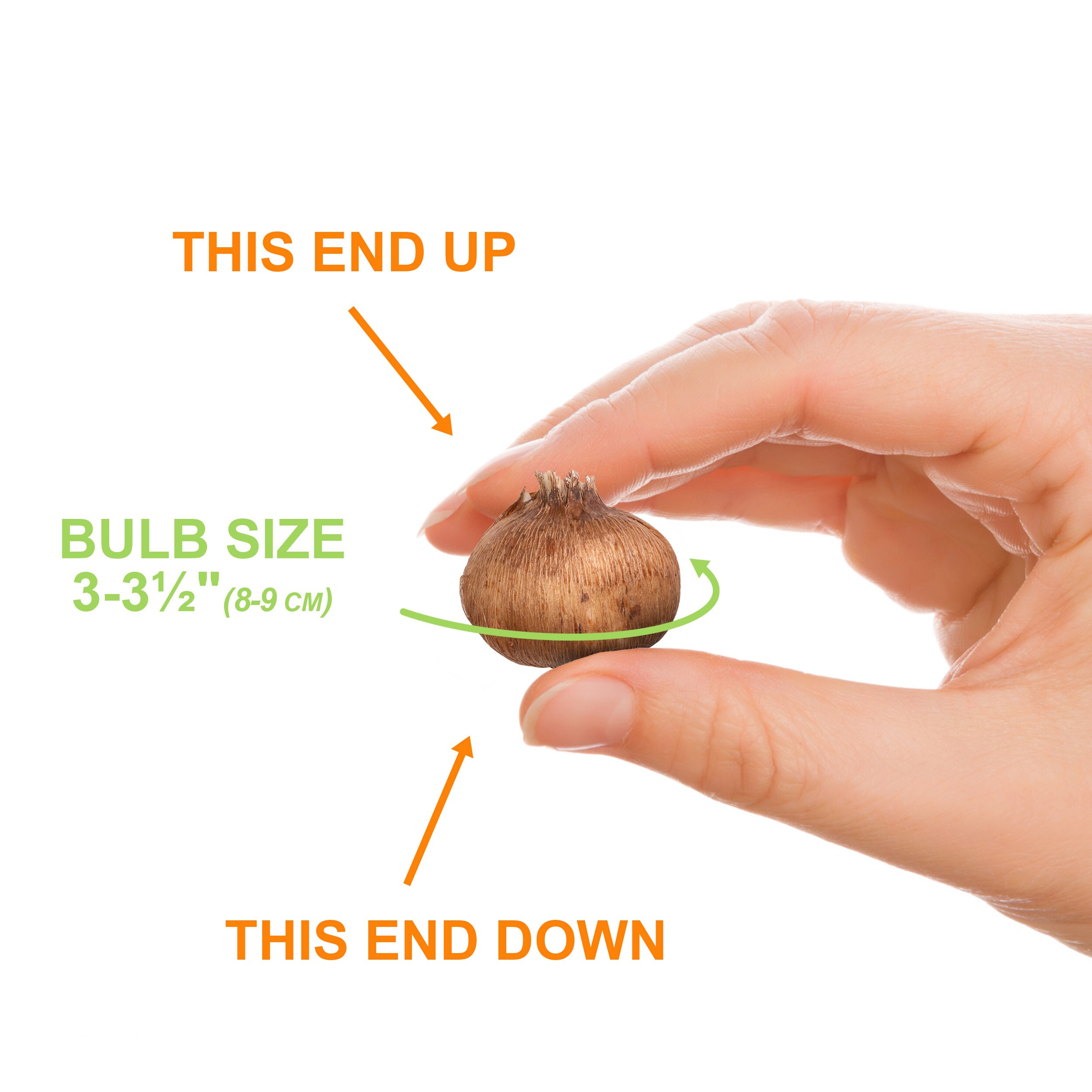 Garden State Bulb ECF-11-50 Plant-Bulbs - View #4