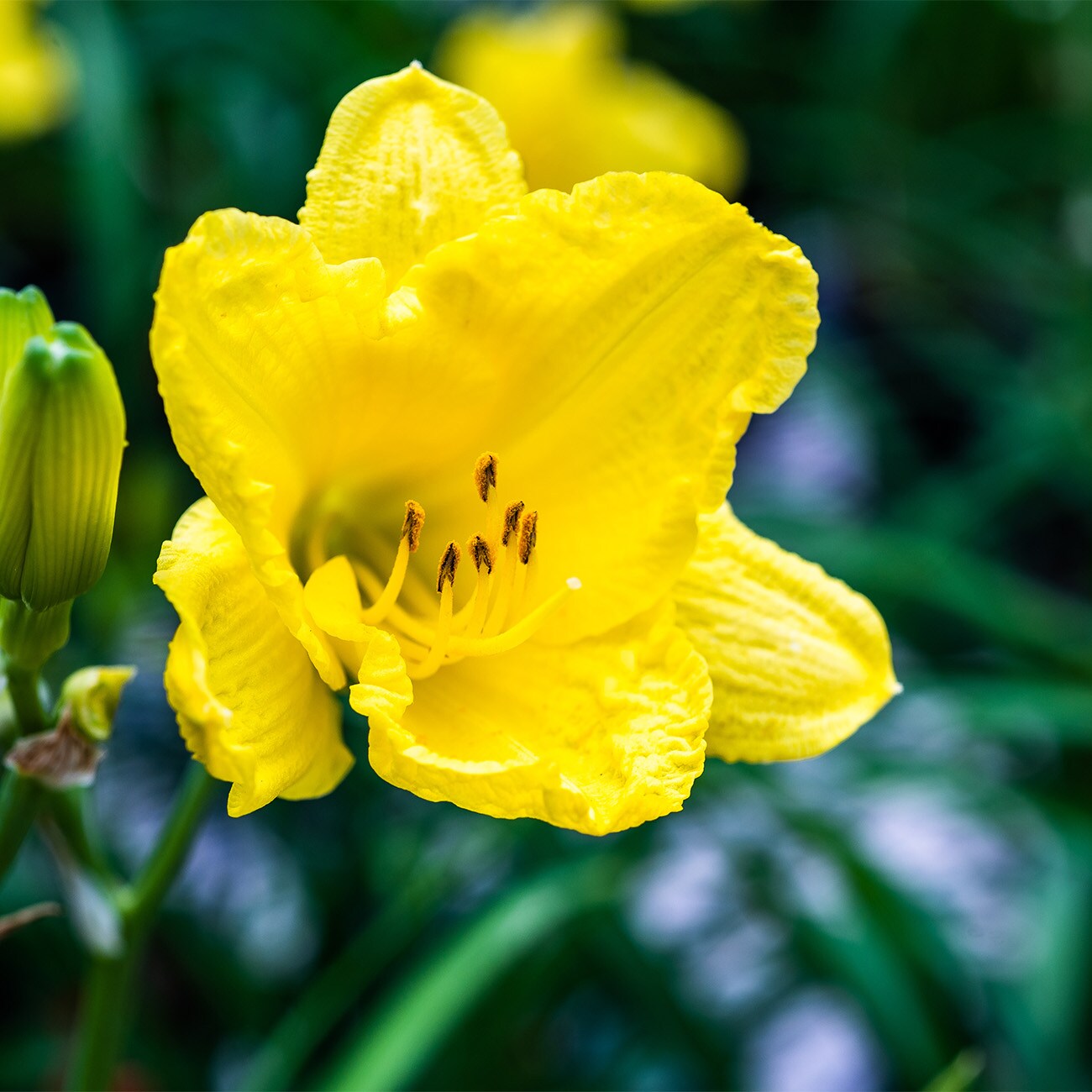Perfect Plants LOHAPPYRTRNDAYLILY1G perennials - View #5