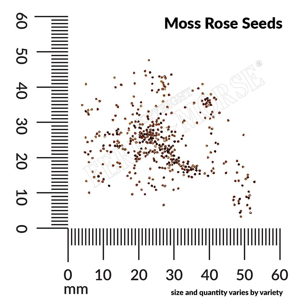 Ferry-Morse LC25.6091 seeds - View #4