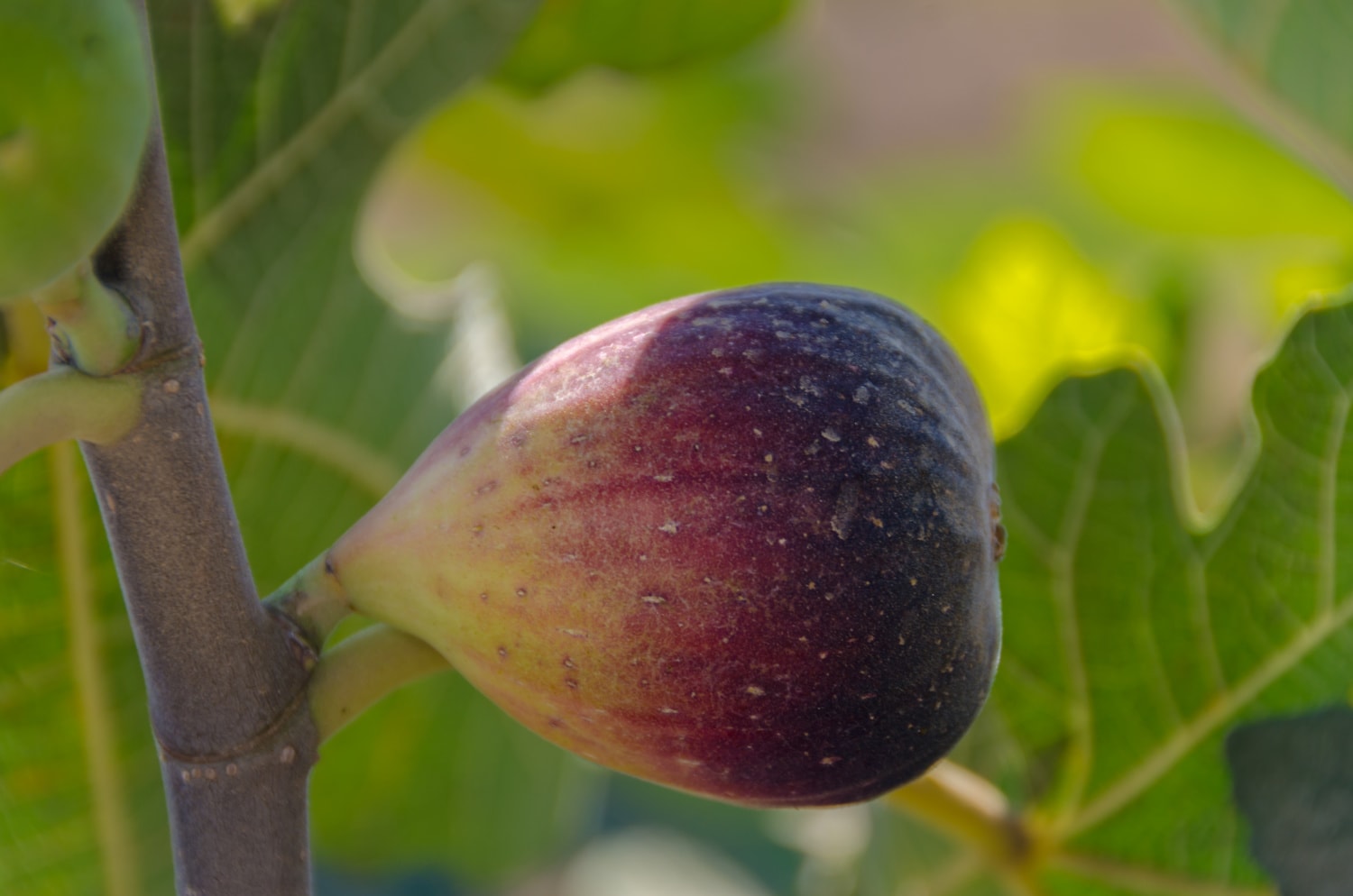 Direct Gardening 92216 Fruit-Plants - View #2