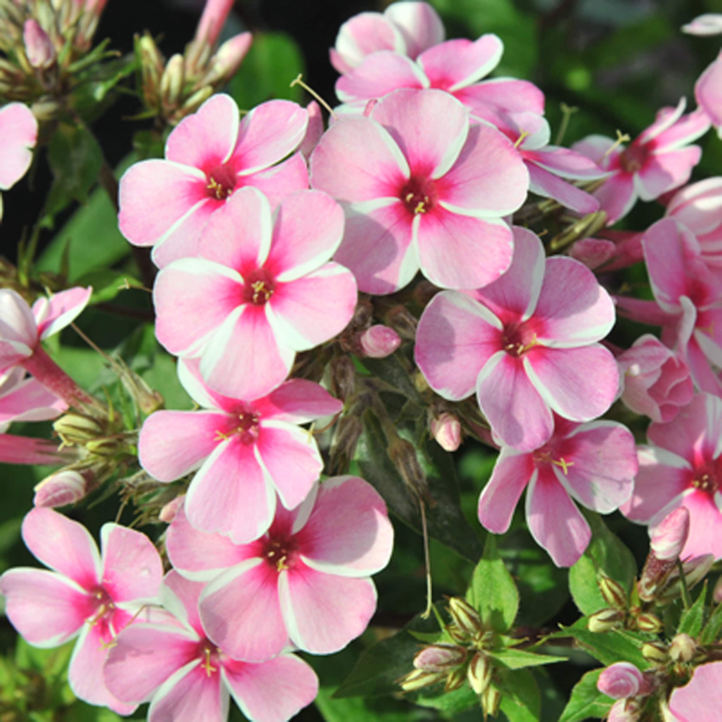 Early Start™ Pink Garden Phlox Perennials at Lowes.com