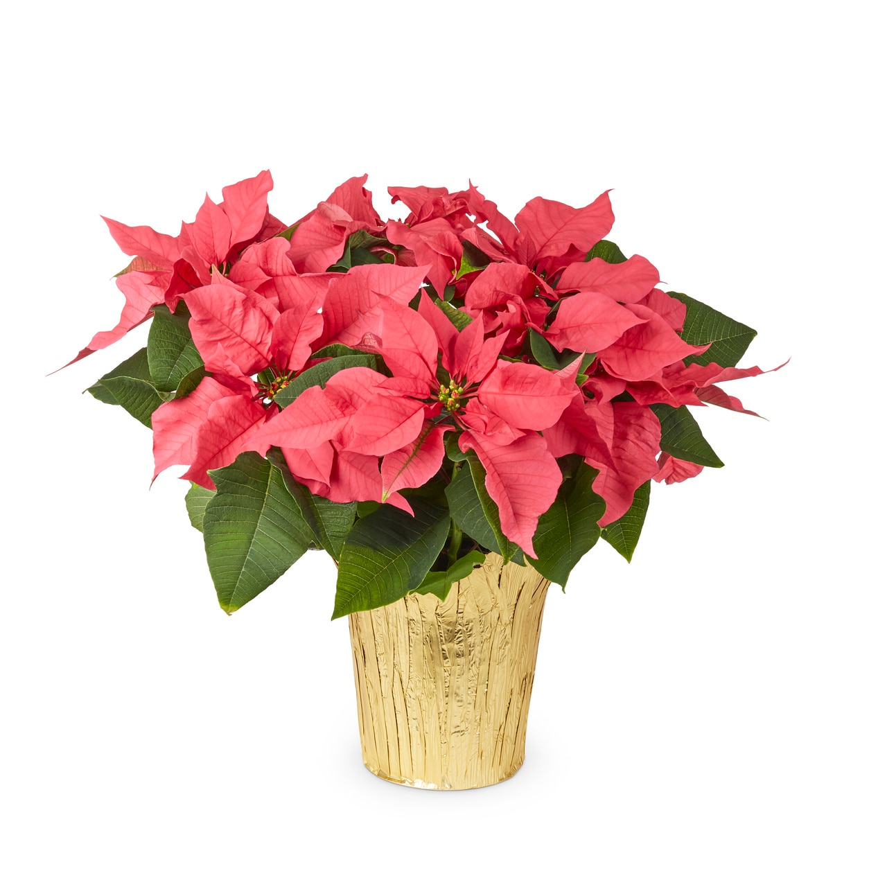  5341814 3.5 -Quart Fresh Christmas Potted Poinsettia