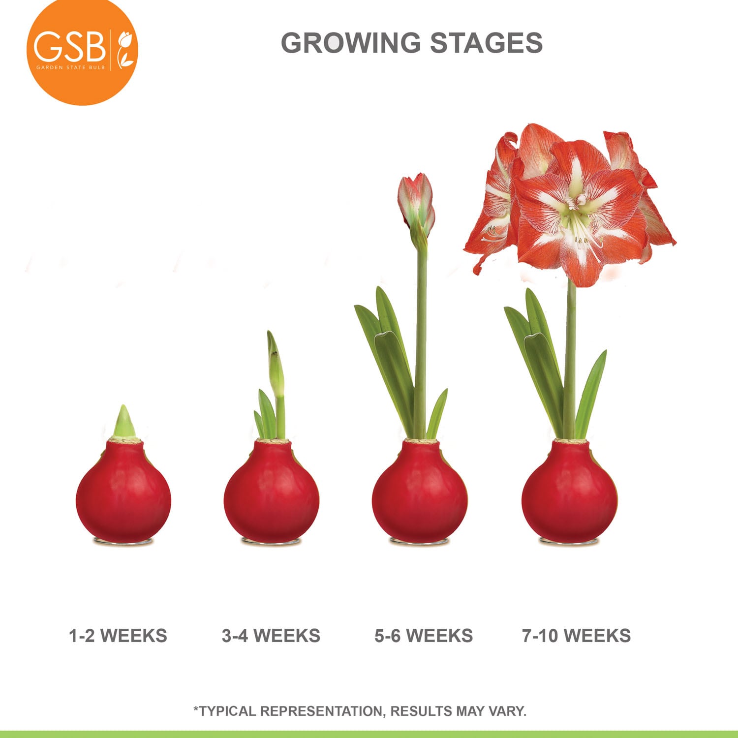 Garden State Bulb ECH-32-01-01 Plant-Bulbs - View #7