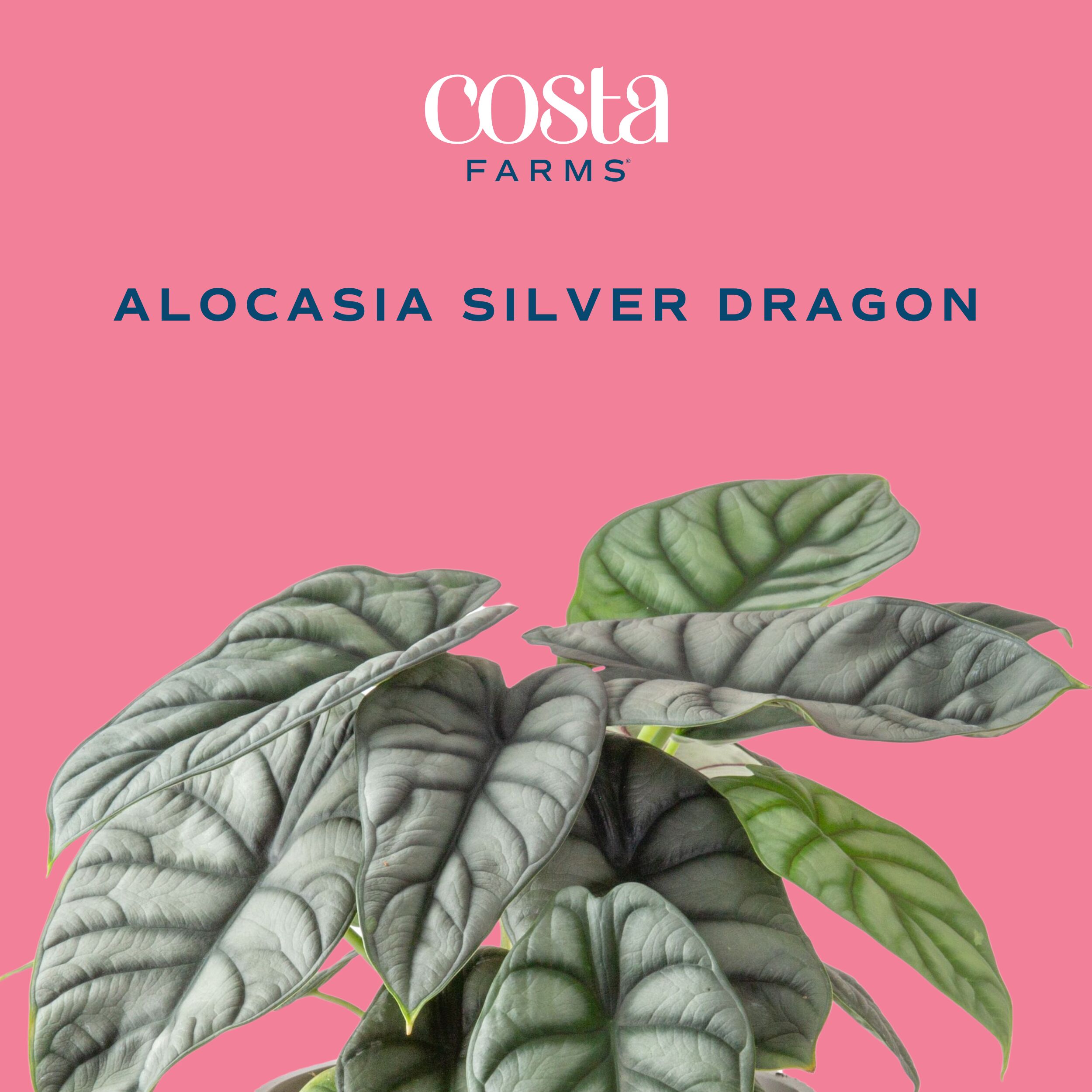 Costa Farms 4883455 hseplants - View #2