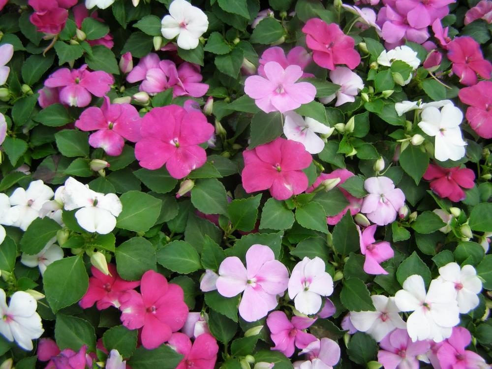  NURSERY Multicolor Impatiens in 1-Quart Pot