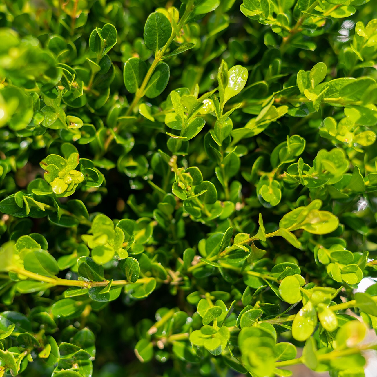 Perfect Plants LOWINTERGEMBOXWOOD3G shrubs - View #6