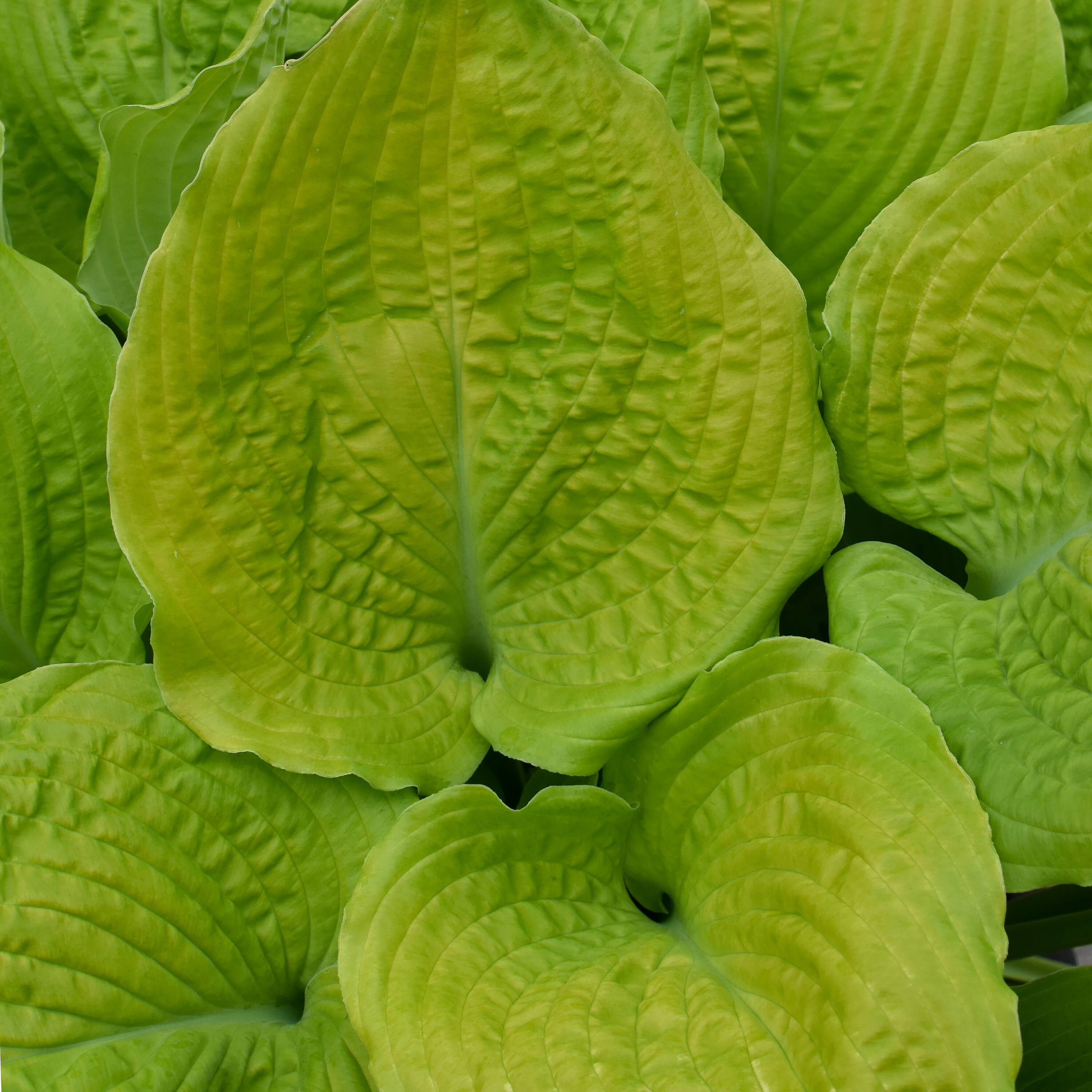Proven Winners HOSPWP2076102 perennials - View #3