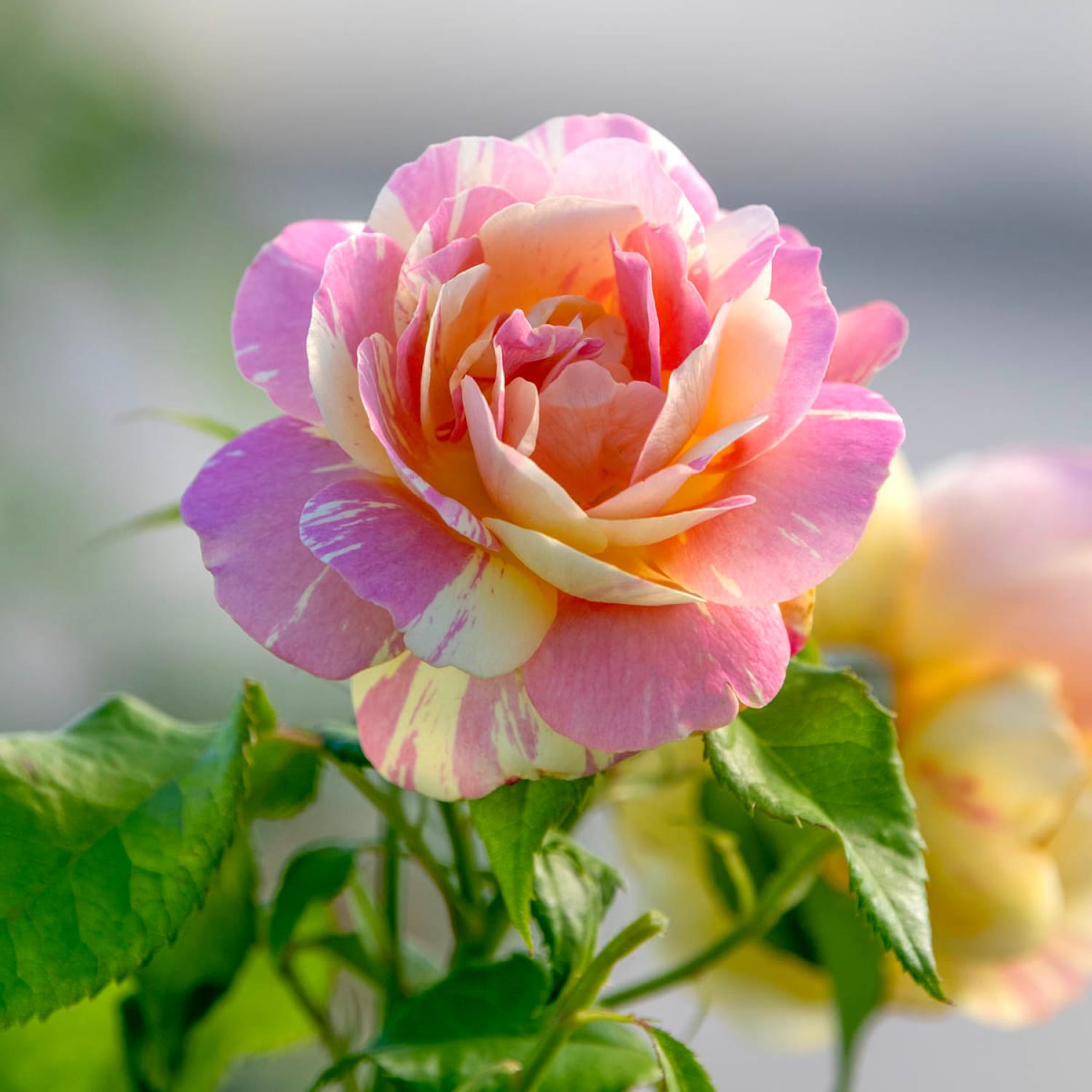 Spring Hill Nurseries 85023 roses - View #3