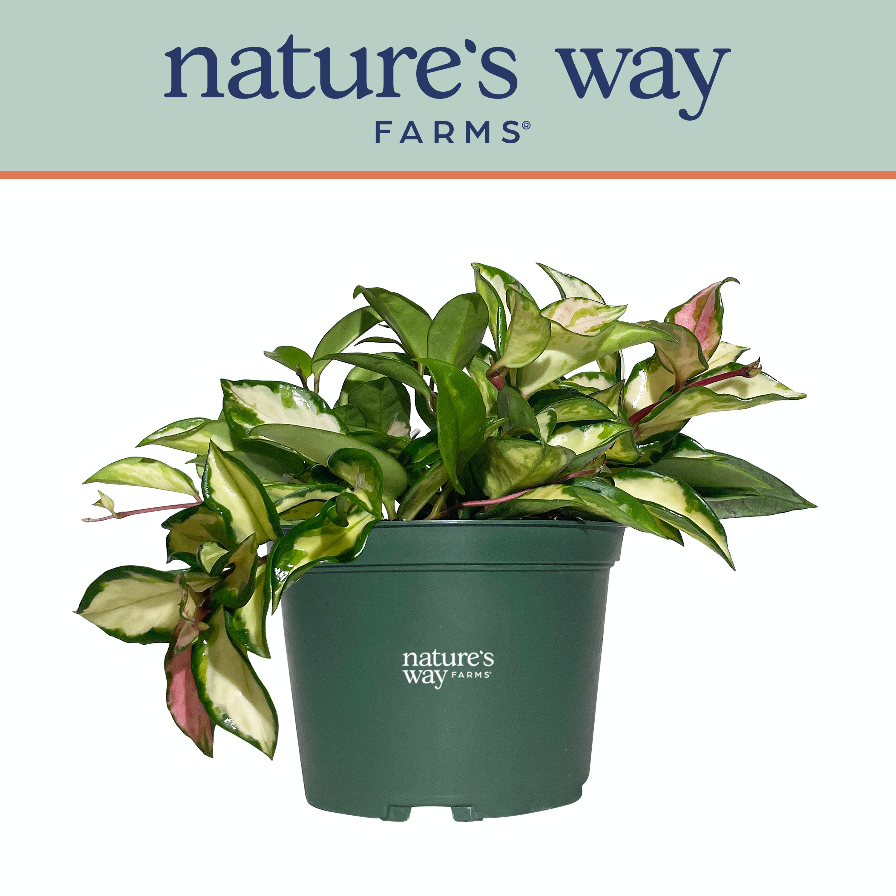  2891 Nature's Way Farms Hoya Carnosa Variegated  Live Plant in 6# Pot
