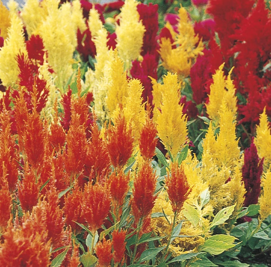 Unbranded 4 Pack Celosia In The Annuals Department At Lowes Com