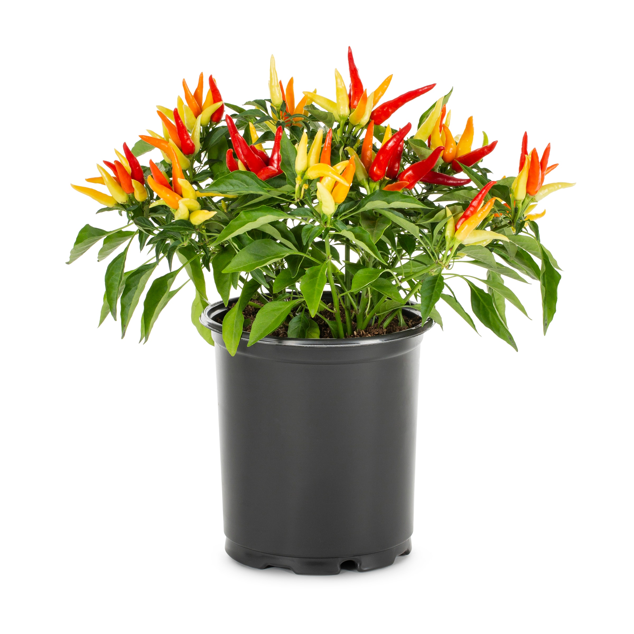 Lowe's NURSERY Multicolor Ornamental Pepper in 3 Quart(s) Planter 1 -Pack