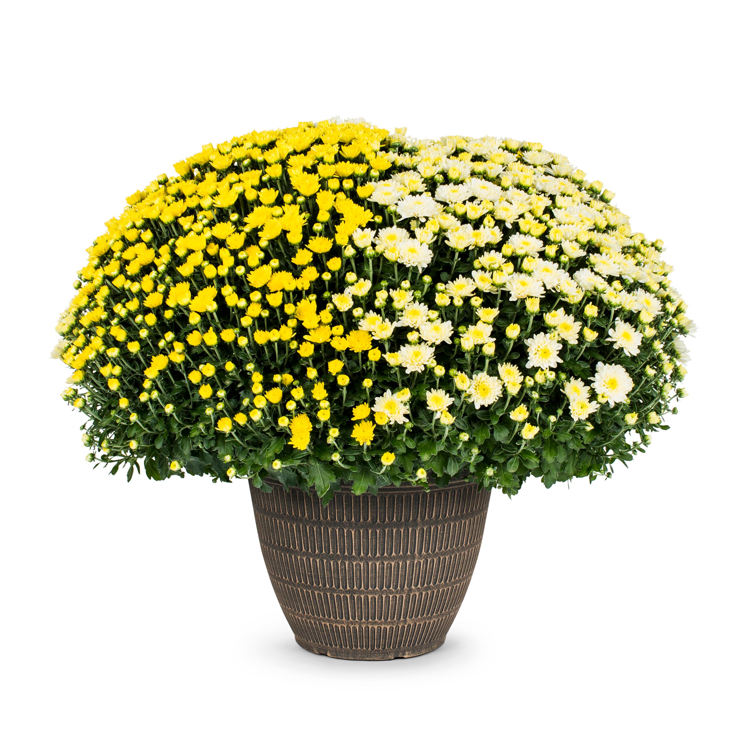 Lowe's 5336039 Multicolor Mum in 3.12-Gallon Planter