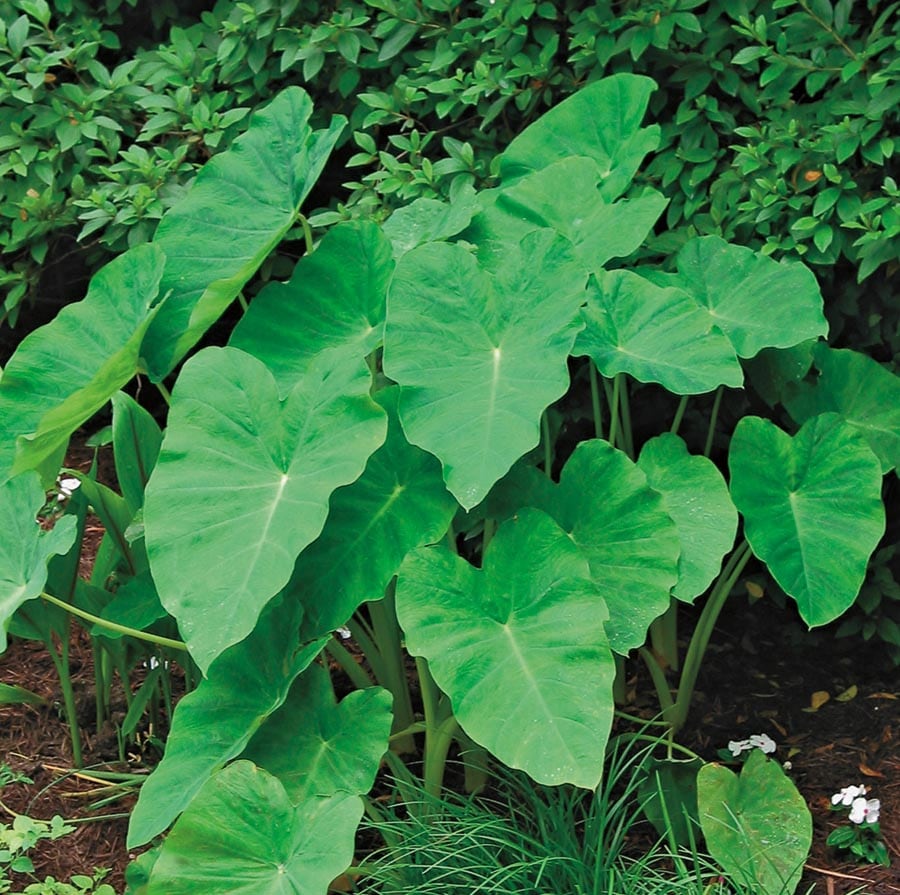Lowe's NURSERY Insignificant Elephant Ear Plant in