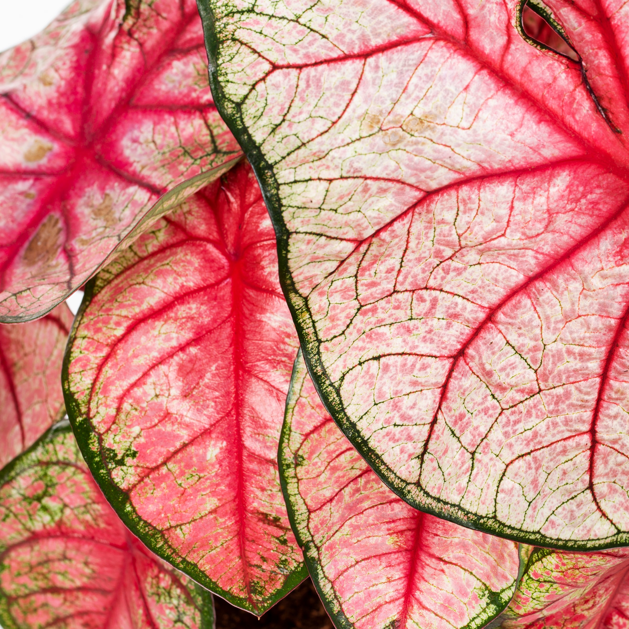 Lowe's NURSERY annuals - View #3