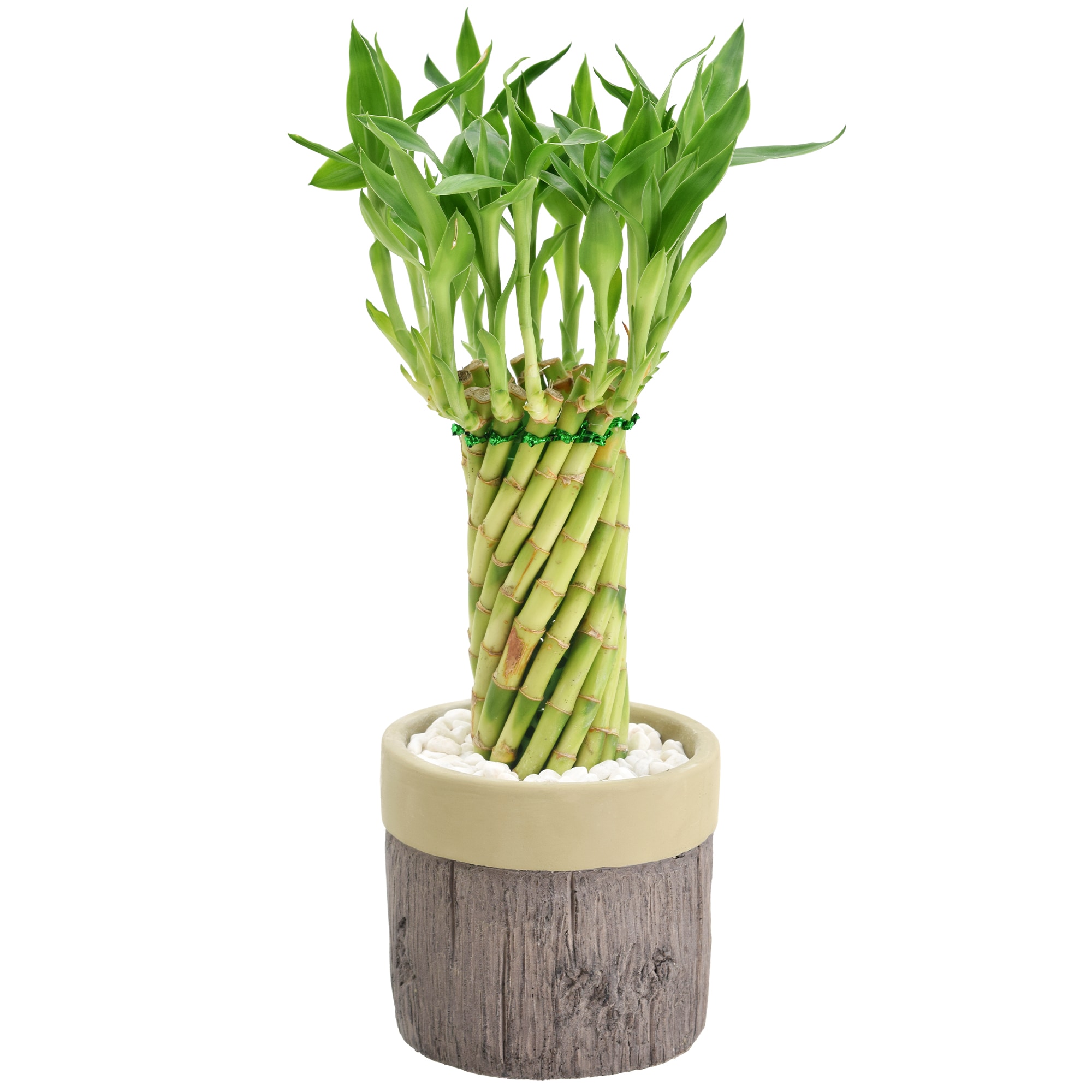 Arcadia Garden Products LV40 Green Tornado Bamboo House plant in 4.5 Inch(es) Pot 1.0 -Pack