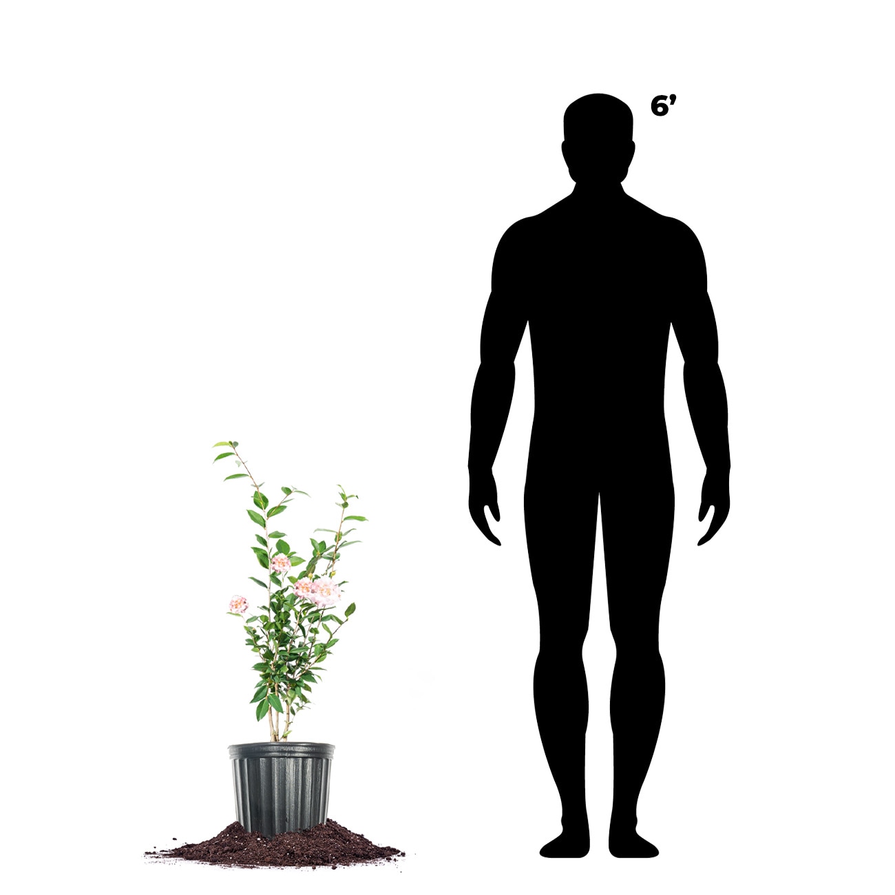 Perfect Plants LOHIFRGRNCCAMELLIA3G shrubs - View #4
