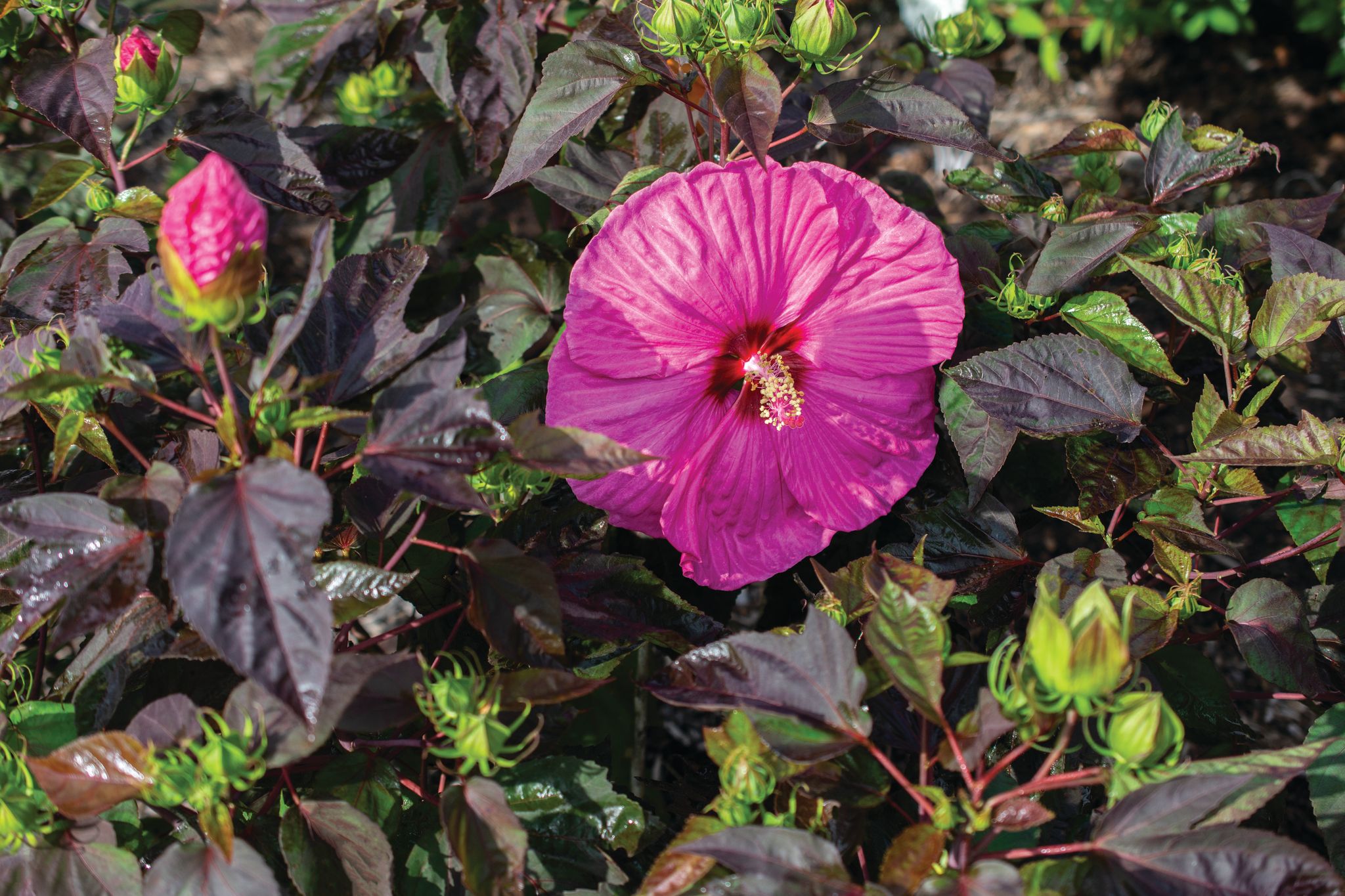 National Plant Network LW1327 shrubs - View #4