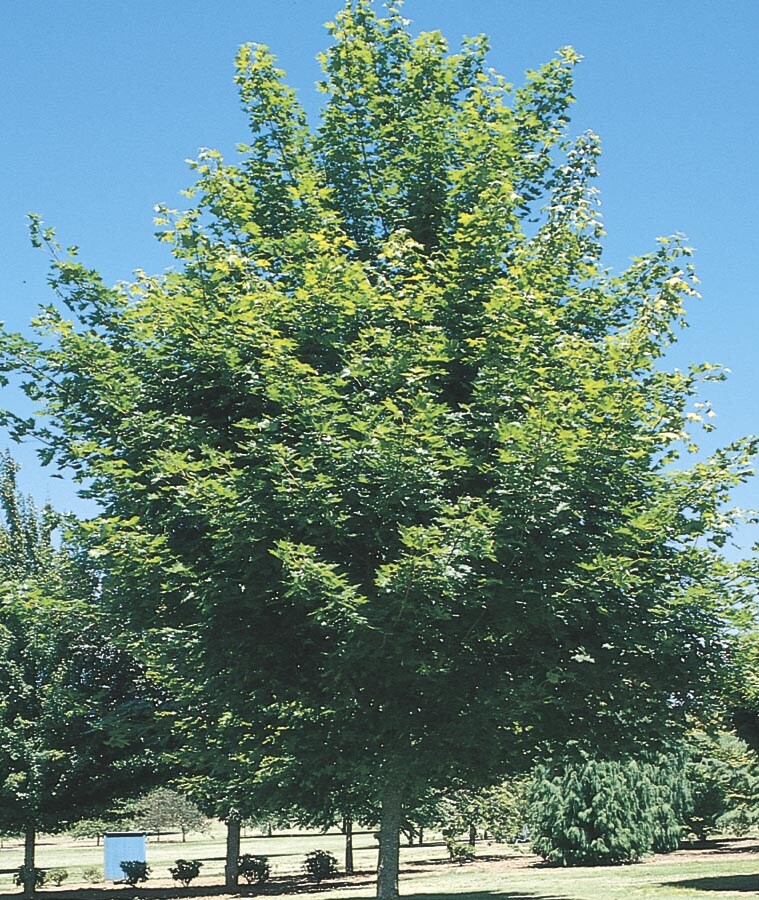  NURSERY 6-Gallon Red Shade Tree Red Maple In Pot (With Soil)