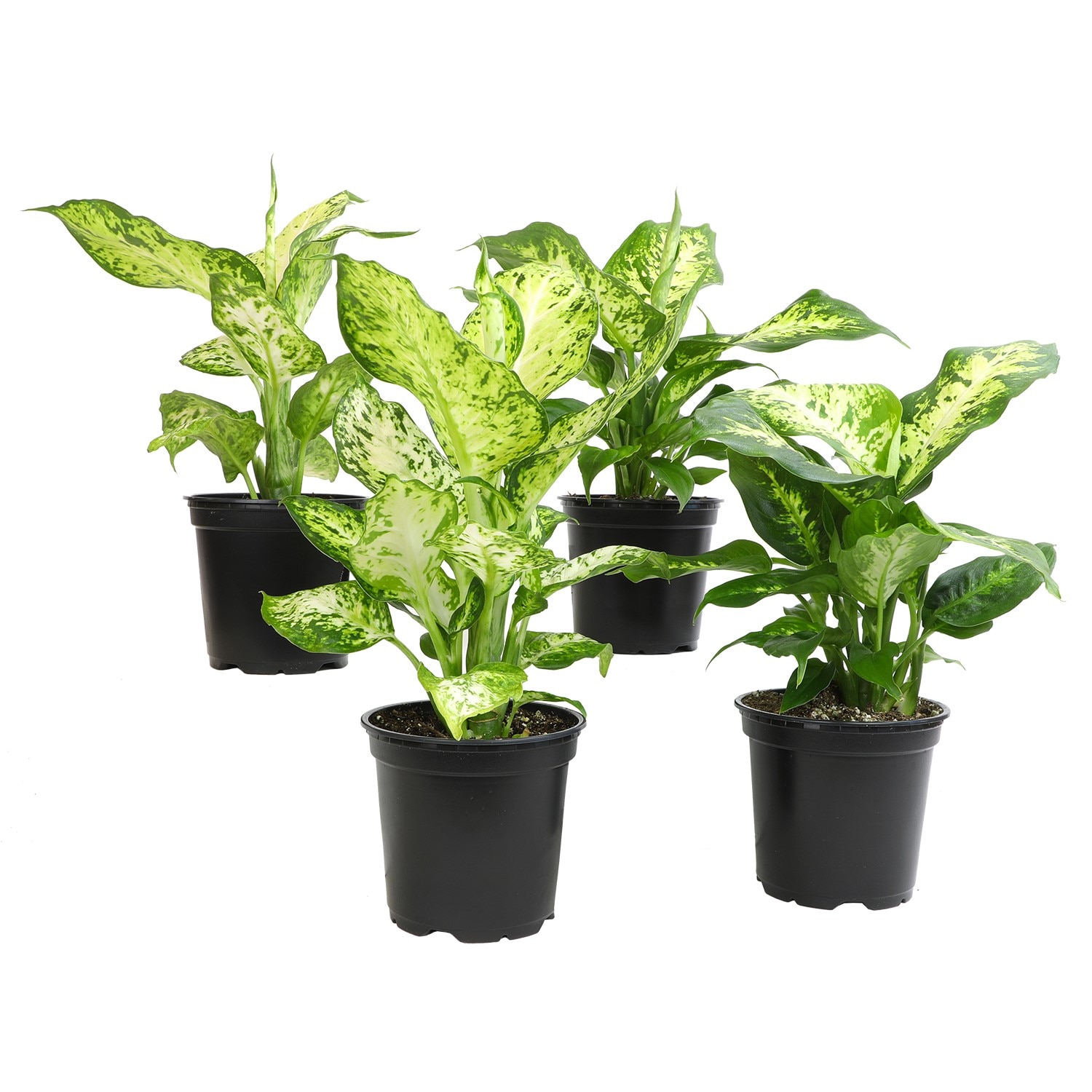 Altman Plants 0872697 Dieffenbachia Dumb Cane House plant in 1.97 Pint(s) Pot 4.0 -Pack