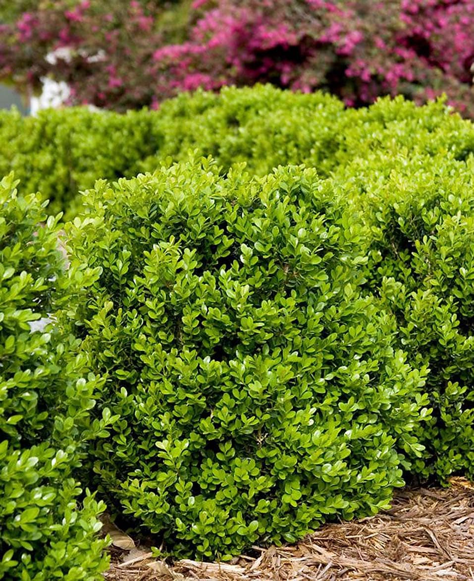 Faulkner Boxwood Globe Shrubs Near Me At Lowes.com