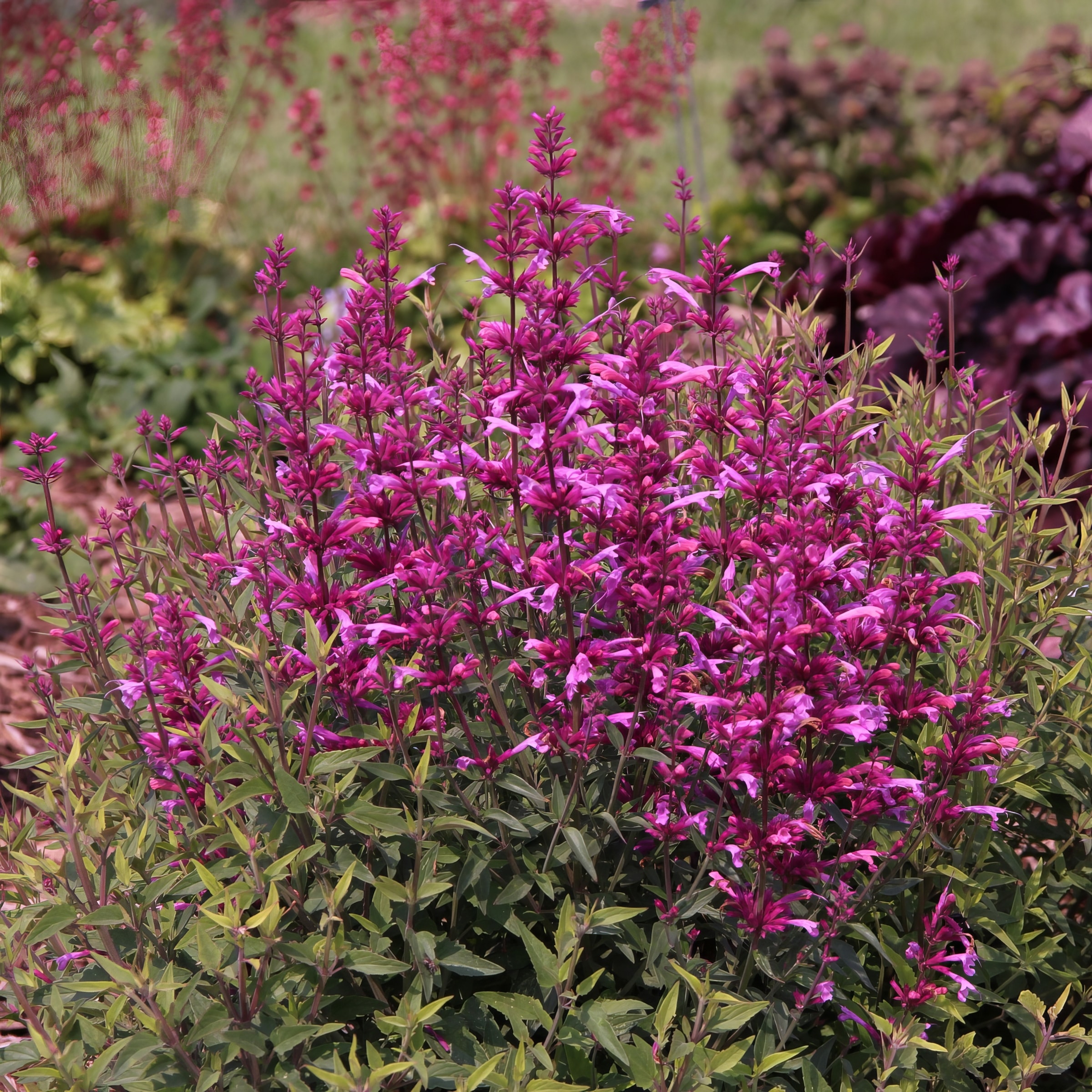 National Plant Network Pink Hyssop Plant in Pot 3-Pack LW1702 at Lowes.com