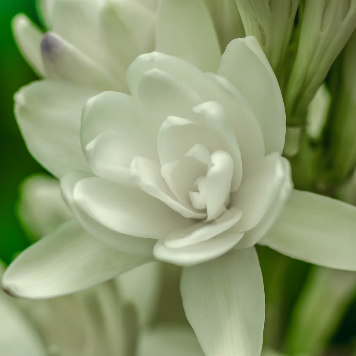 Direct Gardening 96141 Plant-Bulbs - View #2