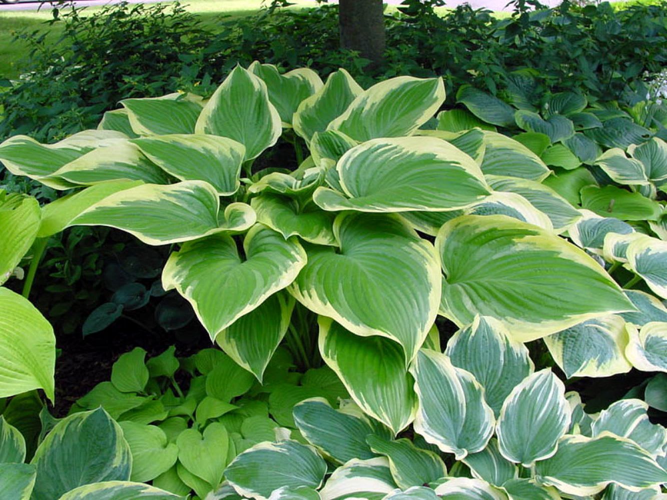 Hirt's Gardens - Victory Hosta - Hosta of the Year for 2015 - Quart Pot