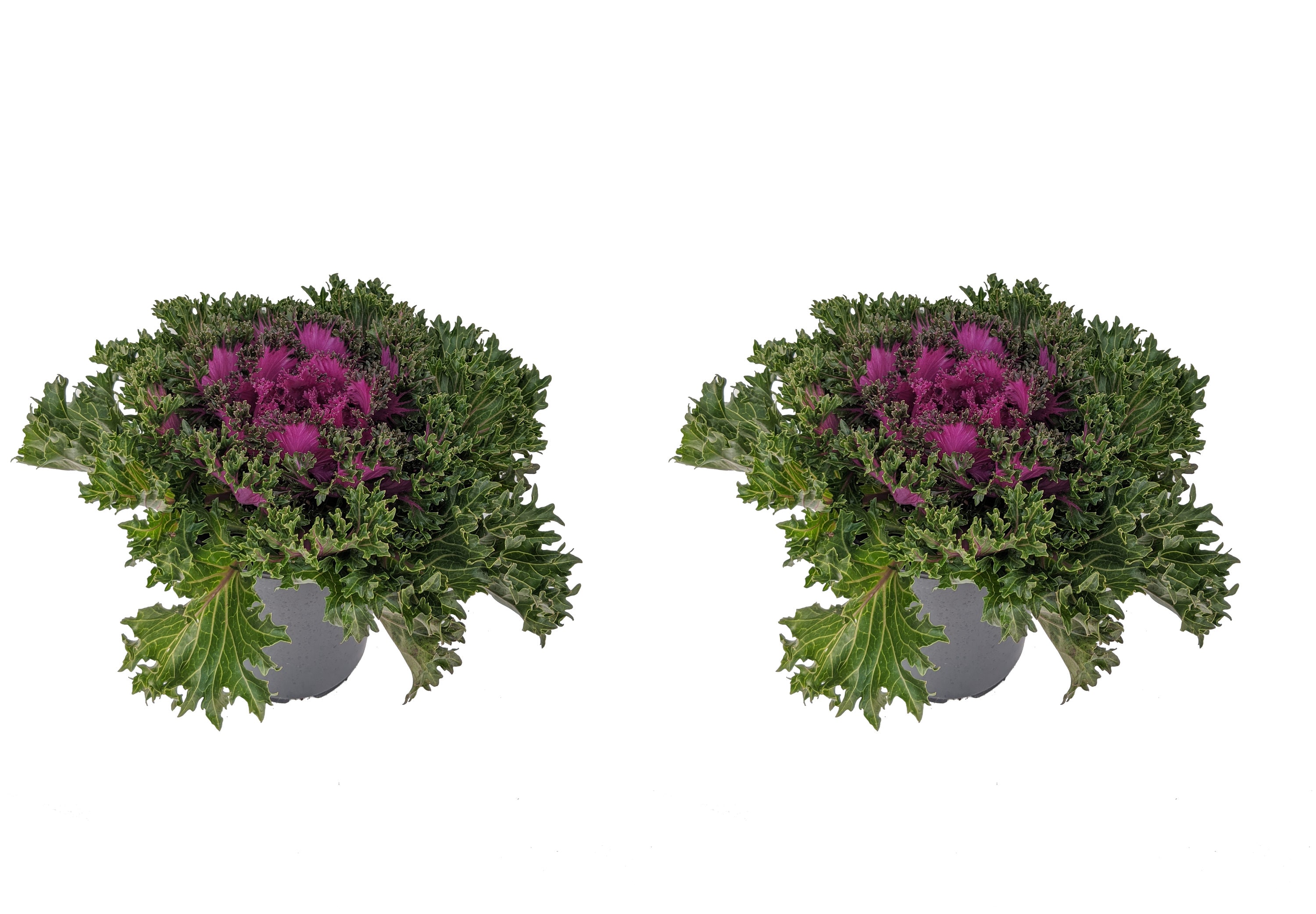  1173 Kale Plant in 2.5-Quart Pot 2-Pack