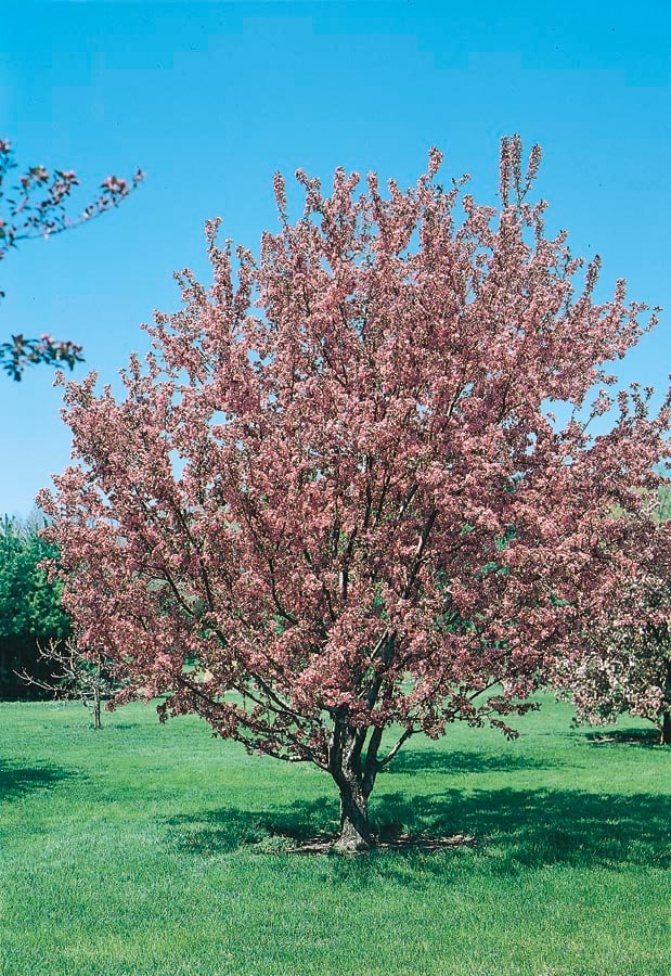 Lowe's 3.25-GAL Pink Lady Apple Tree - Sweet, Crisp Fruit - Full Sun -  Perfect for Fresh Eating in the Fruit Plants department at