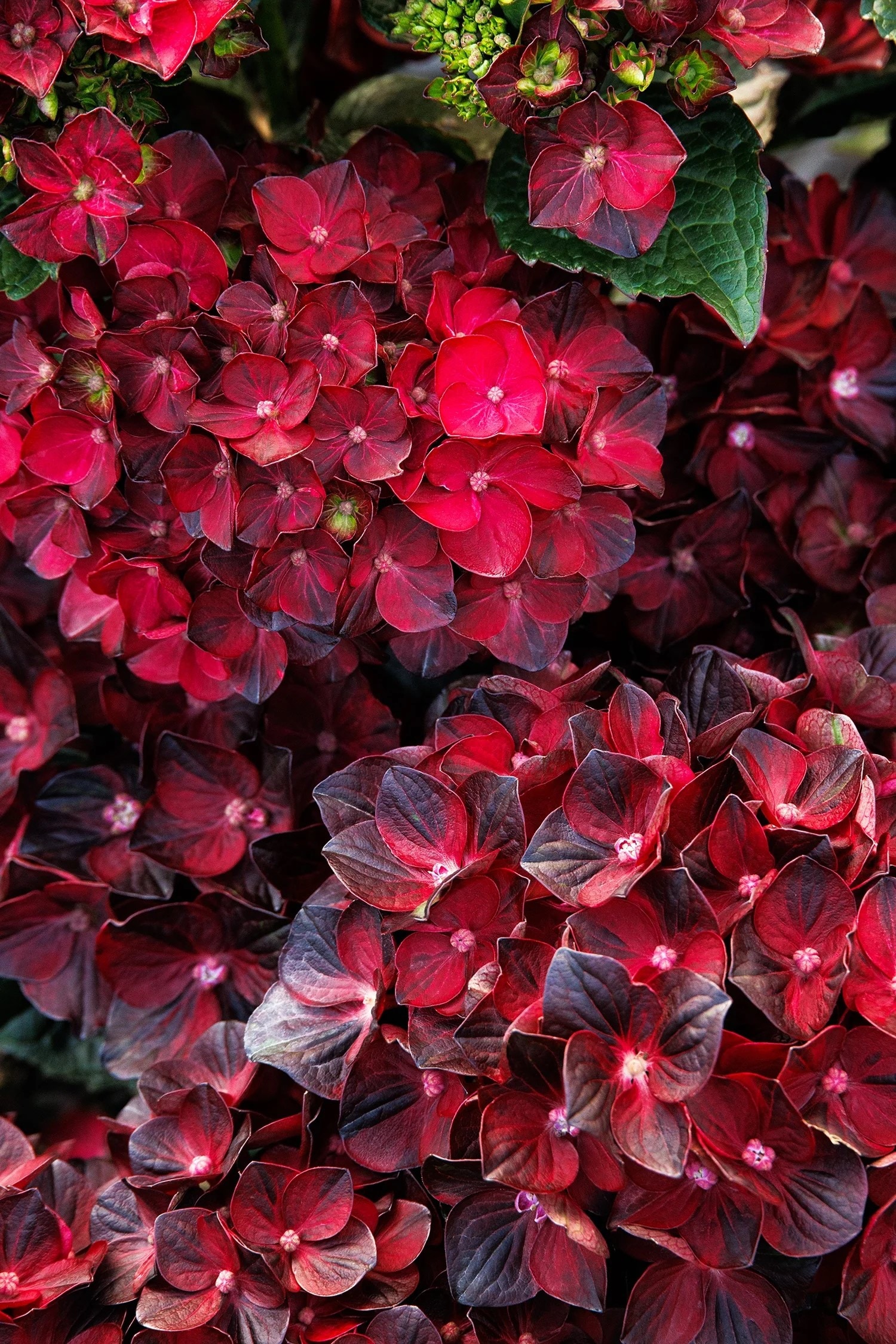 Hydrangea4936　1001 maxresdefault.jpg