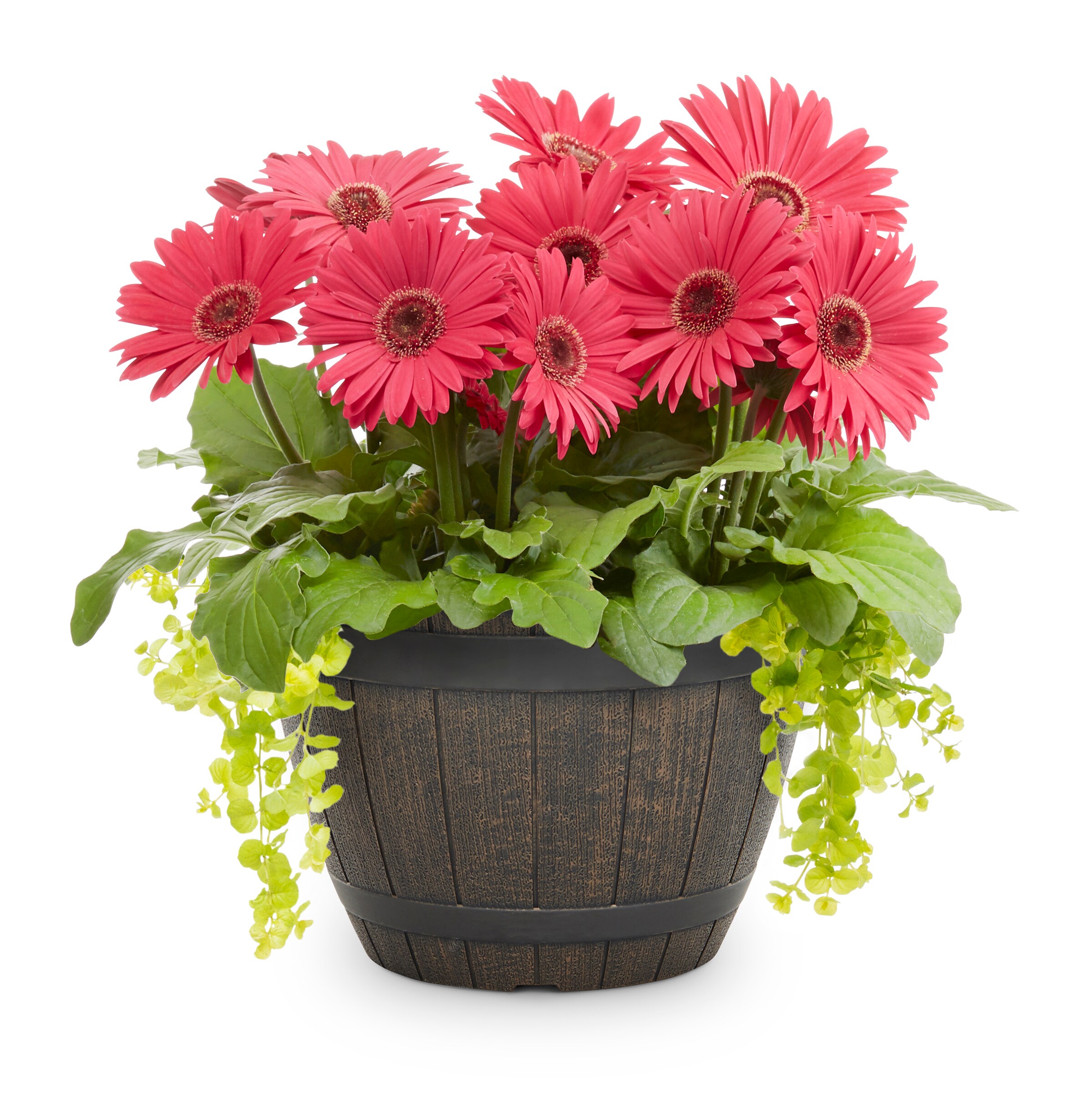 Lowe's 1528253 annuals - View #2