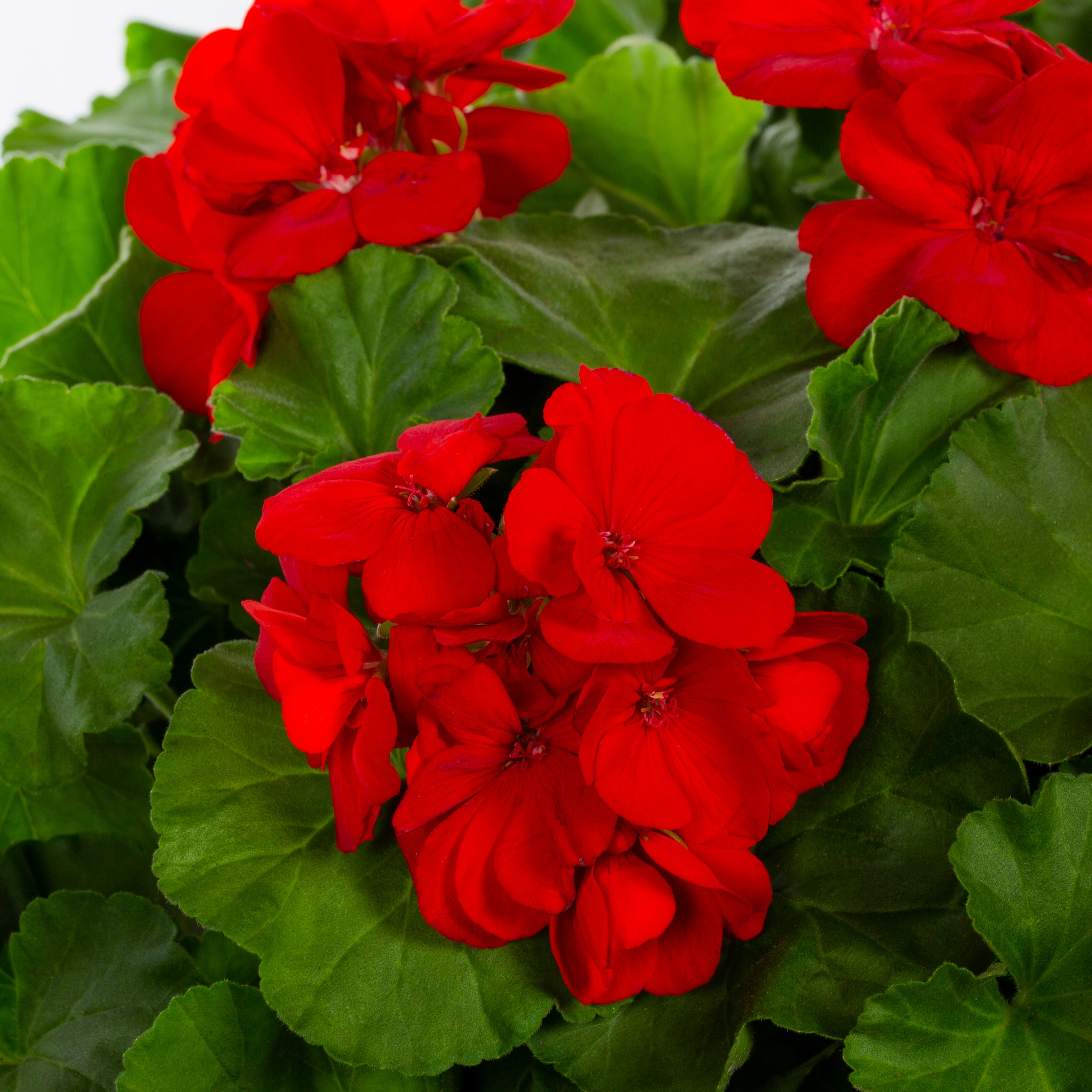 Lowe's 219151 annuals - View #2