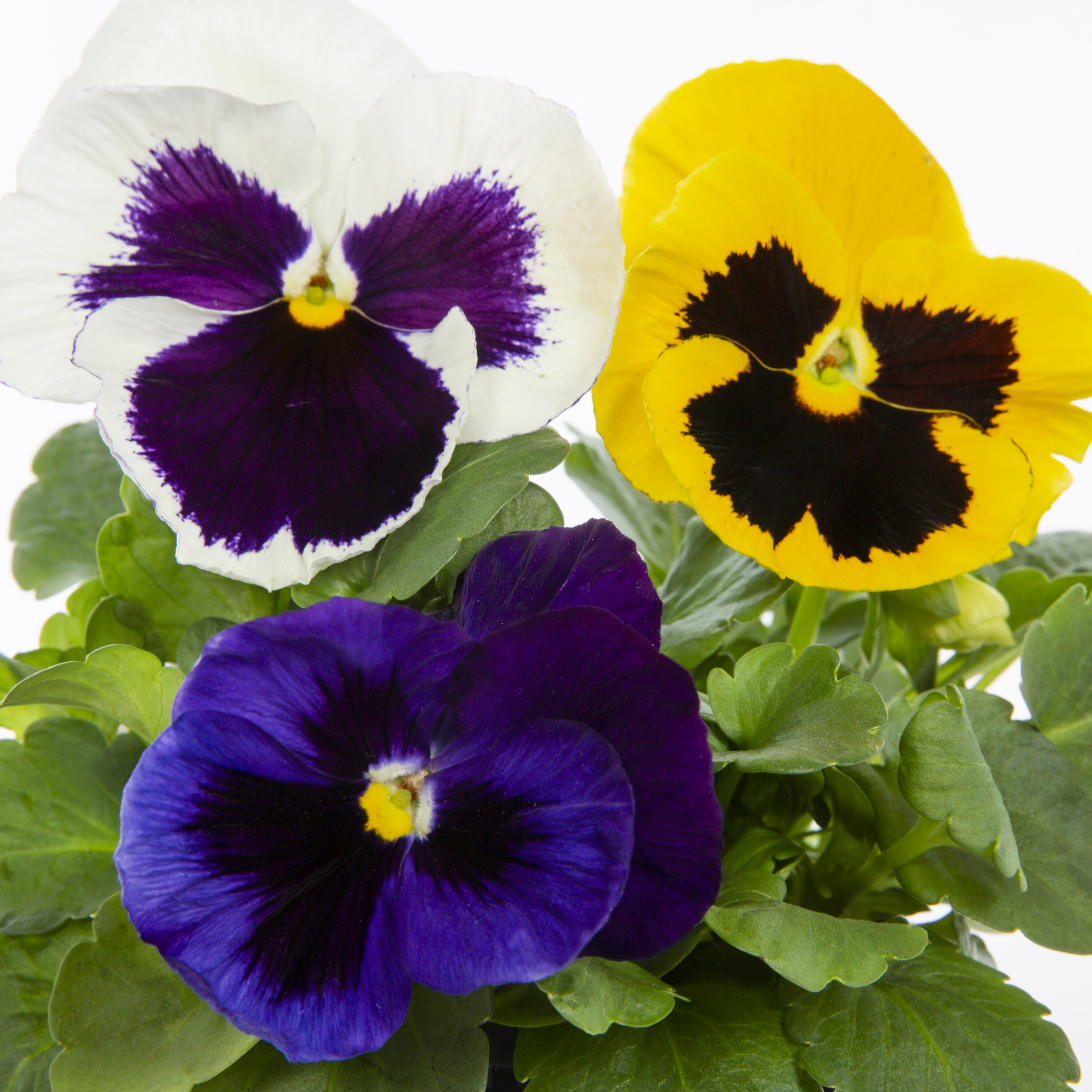 Metrolina Greenhouses 78807 annuals - View #2