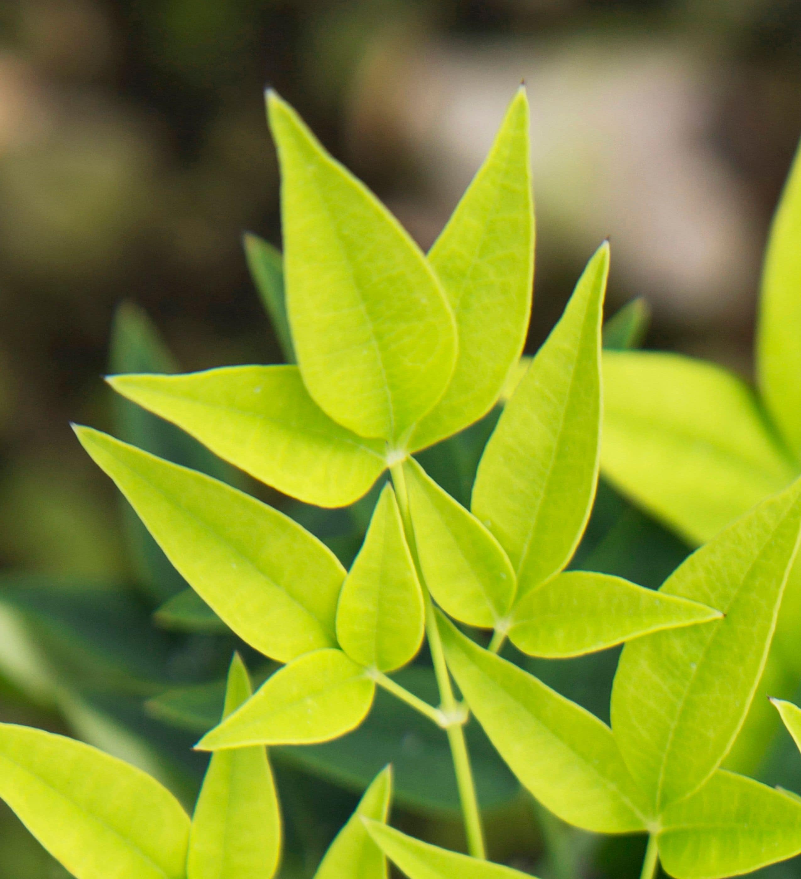 Southern Living Plant Collection 43162TSL-1 shrubs - View #2
