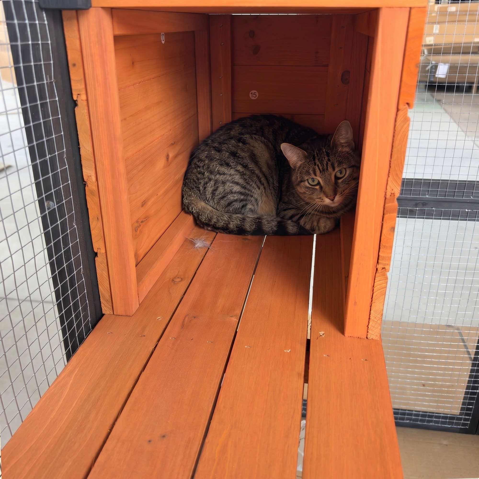 HyperDrop Cart W-W773P508818 Dog-Houses - View #5