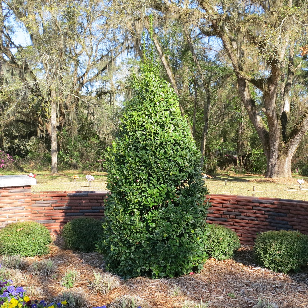 Perfect Plants LOOAKLEAFHOLLY5G shrubs - View #5