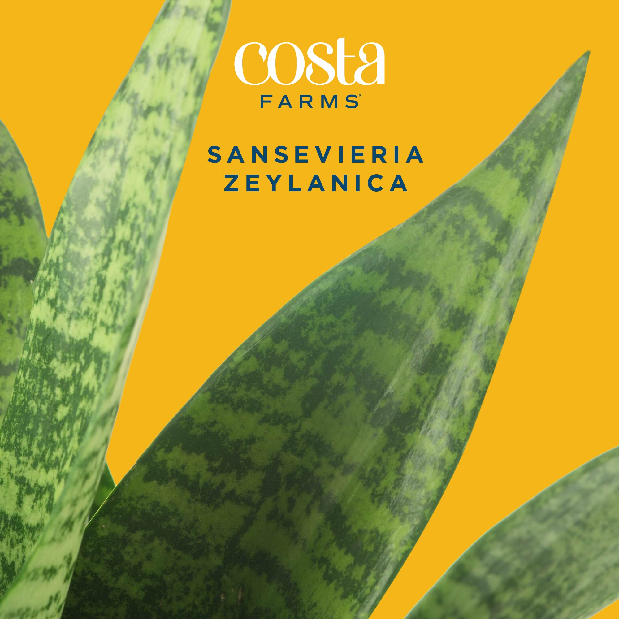 Costa Farms M-SZV-P-BEI-01-LW hseplants - View #3
