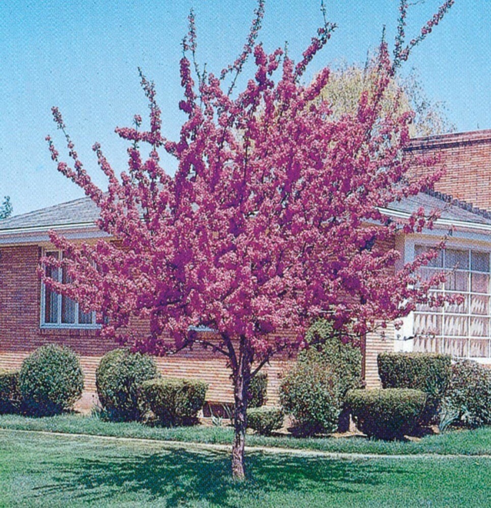 12.7-gallon Pink Flowering Robinson Crabapple In Pot (with Soil) In The 