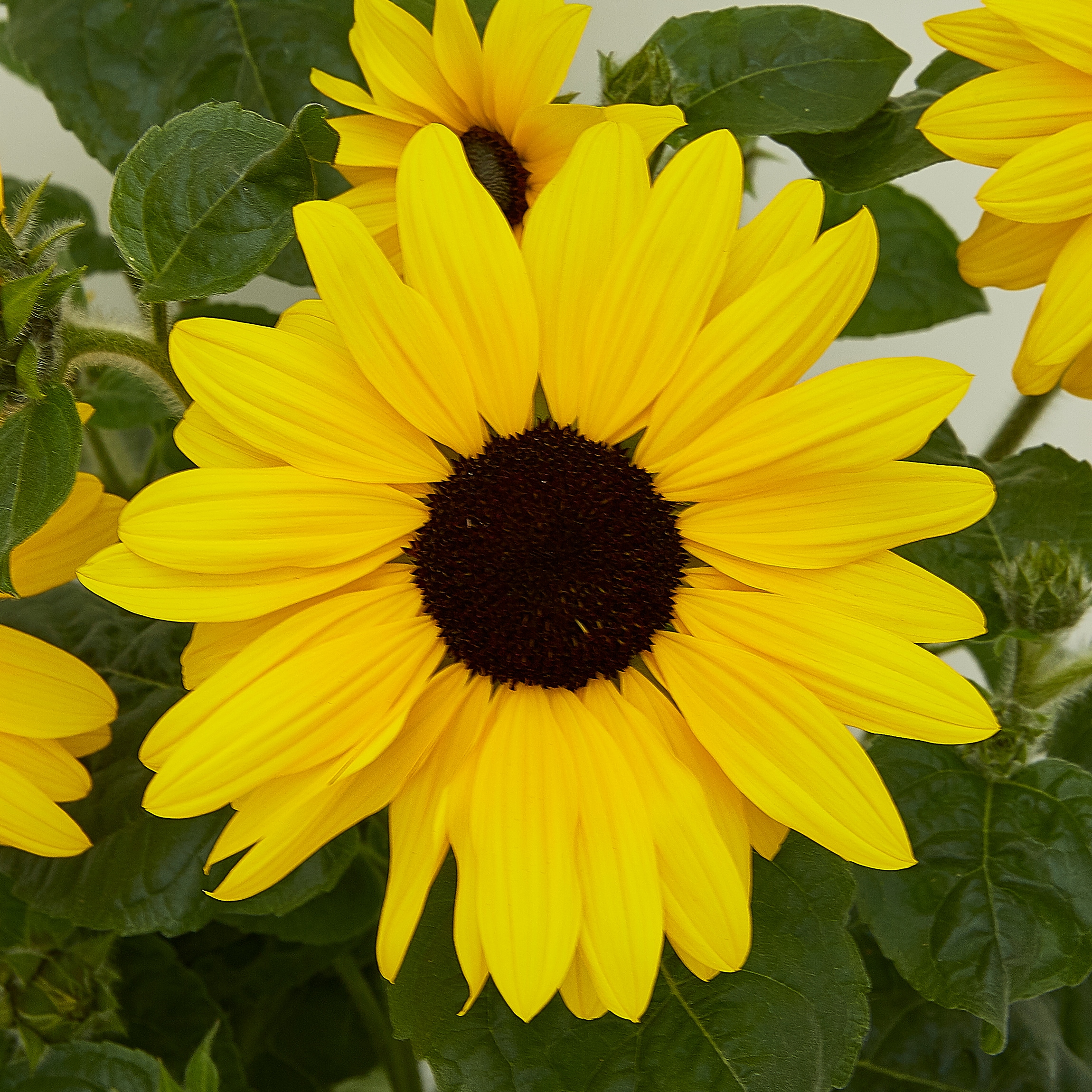 Metrolina Greenhouses Yellow Sunflower in 3-Quart Planter 2-Pack in the ...
