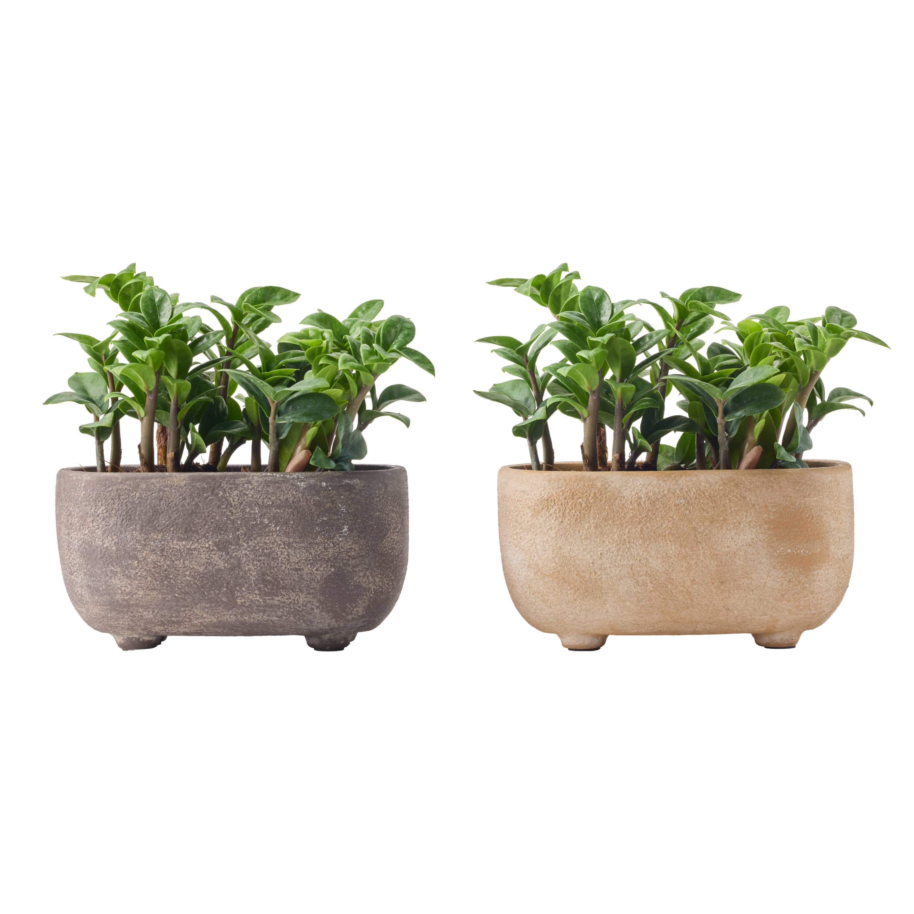 LiveTrends - Atlas Garden Ceramic Planter - Assorted Greenhouse Picks House plant in 5 Inch(es) P...