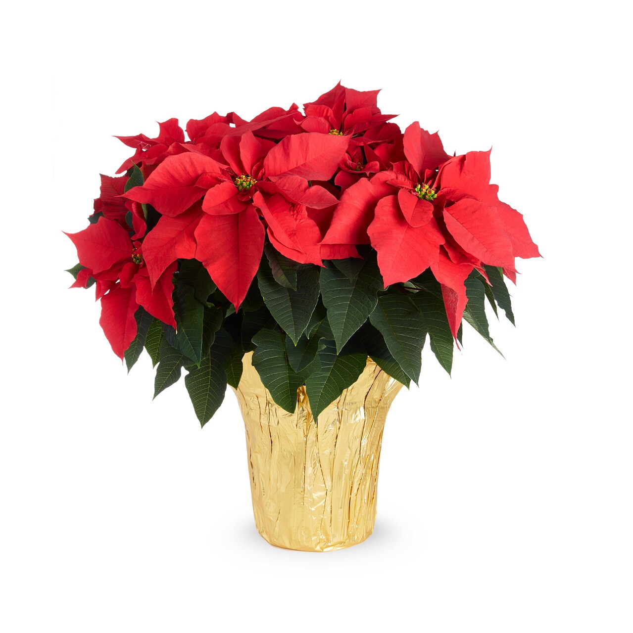  5496115 3.5 -Quart Fresh Christmas Potted Poinsettia