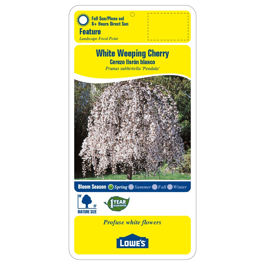 Lowe's NURSERY trees - View #2