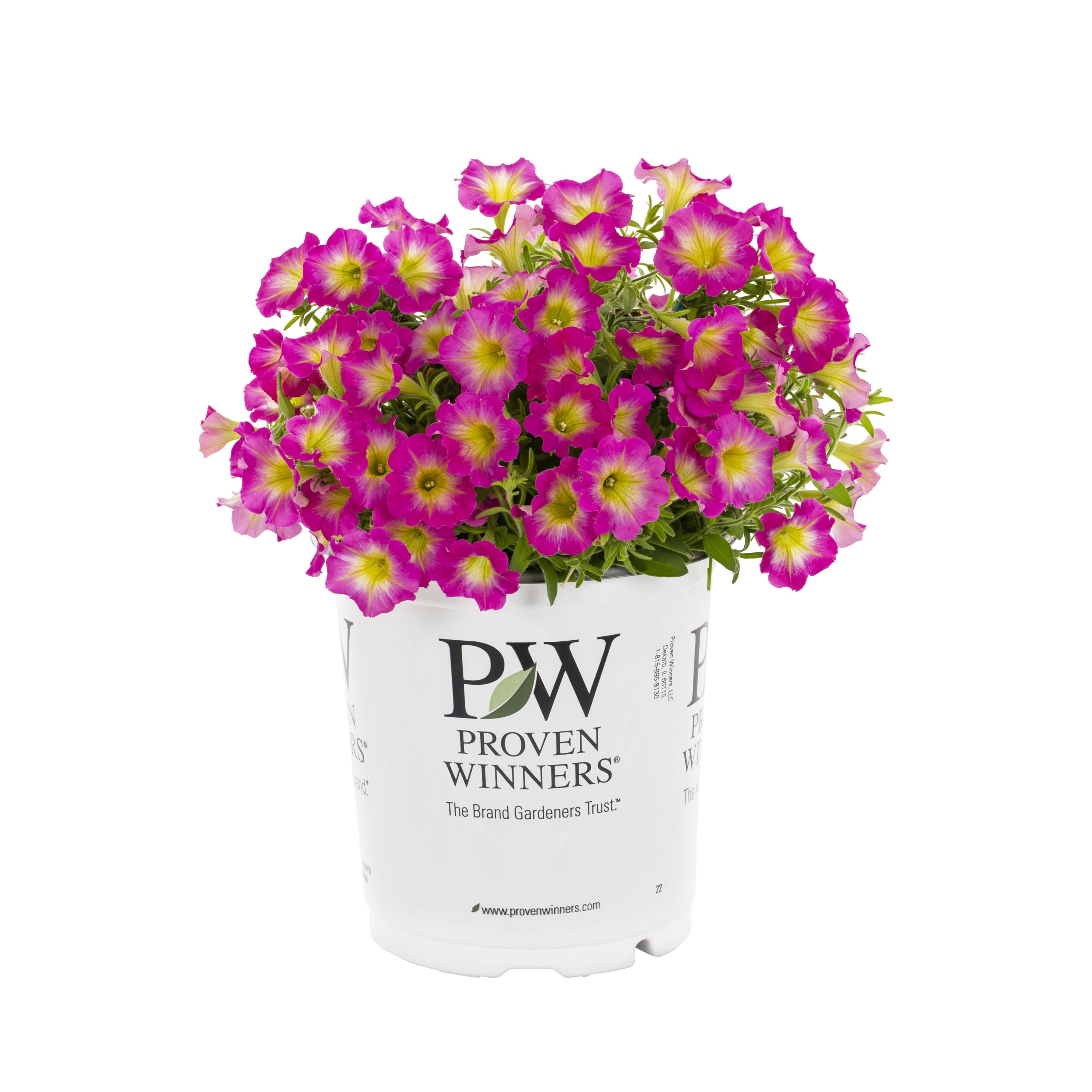 Proven Winners 4902 annuals - View #5
