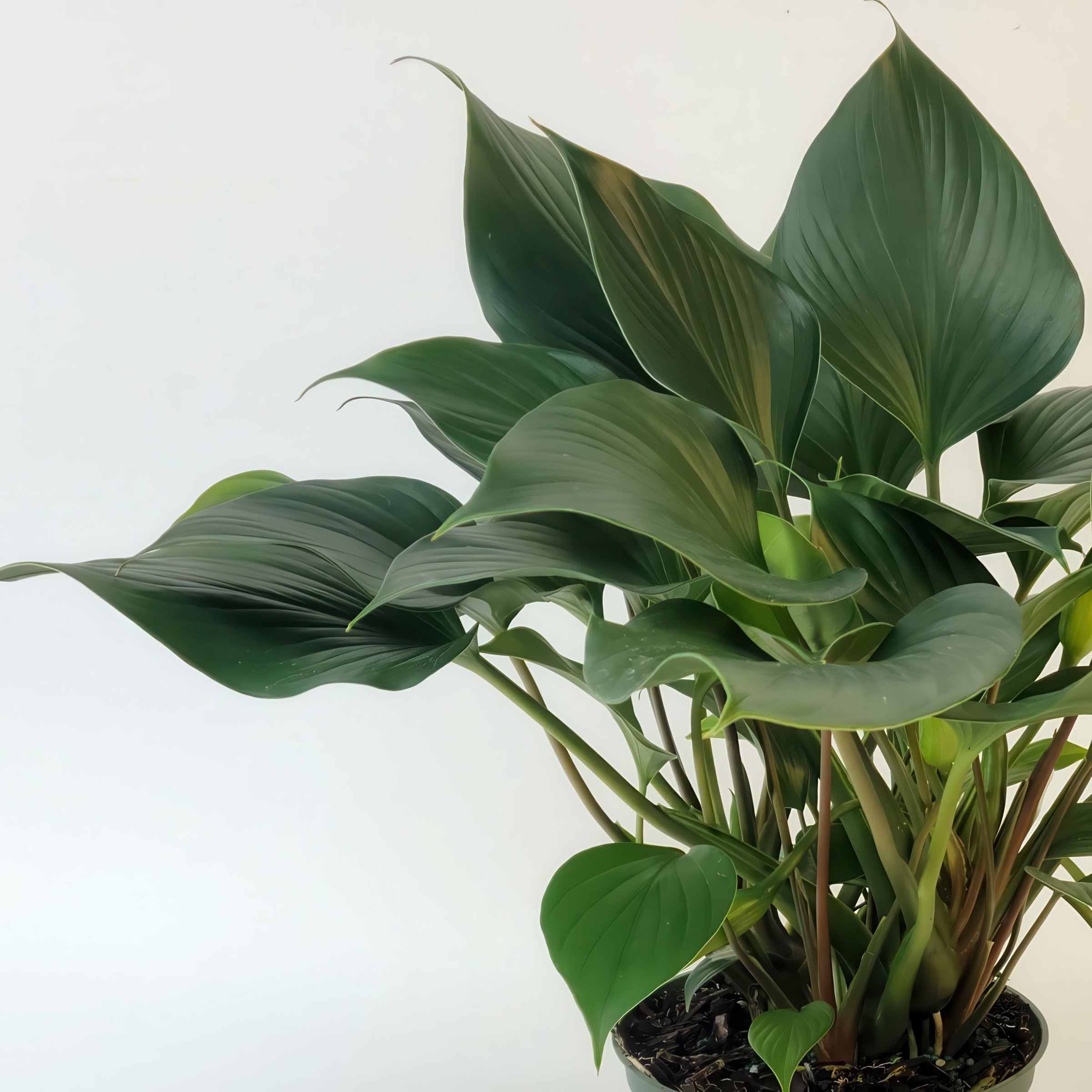 National Plant Network Homalomena Emerald Gem House plant in 6