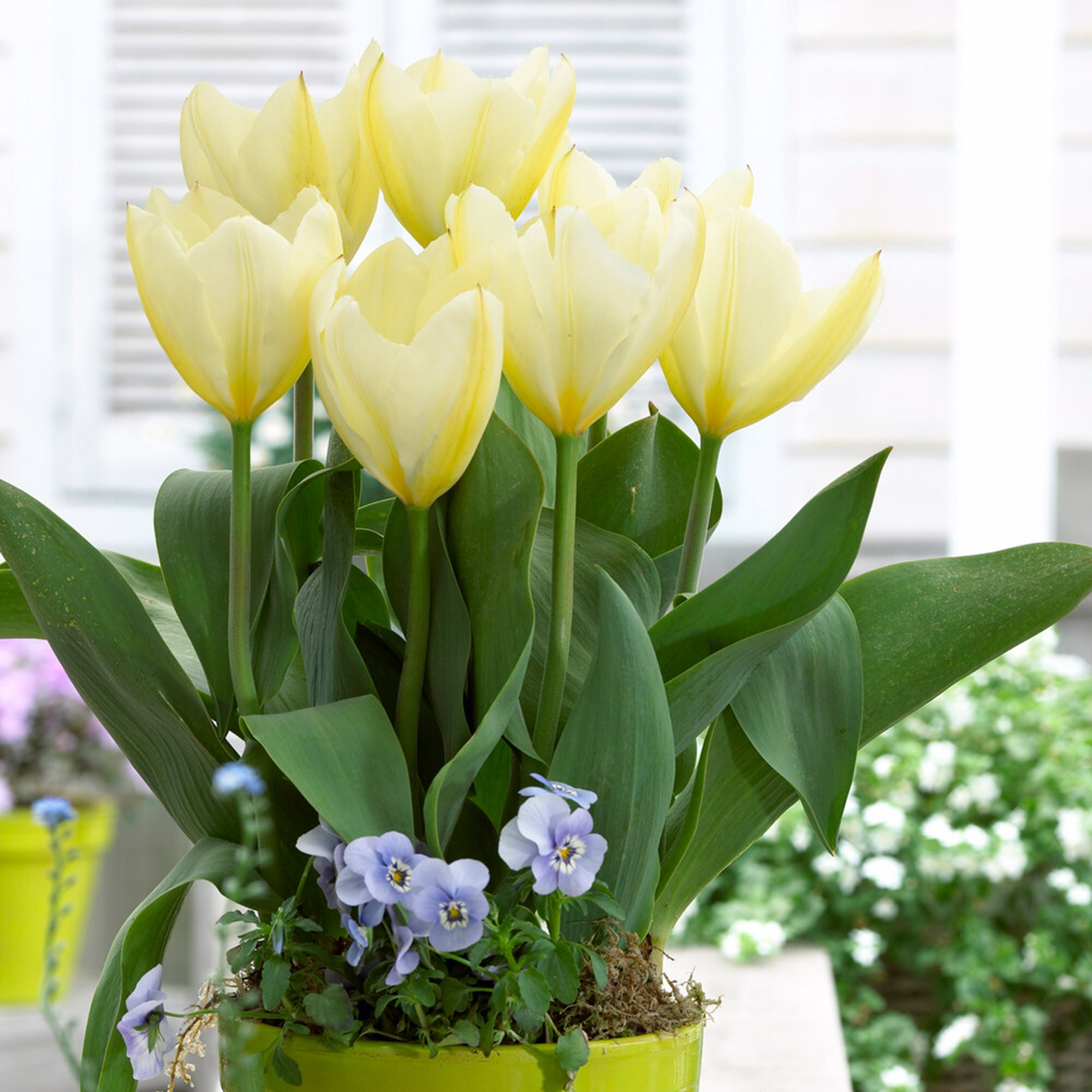 Garden State Bulb ECF-60-100-04 Plant-Bulbs - View #6