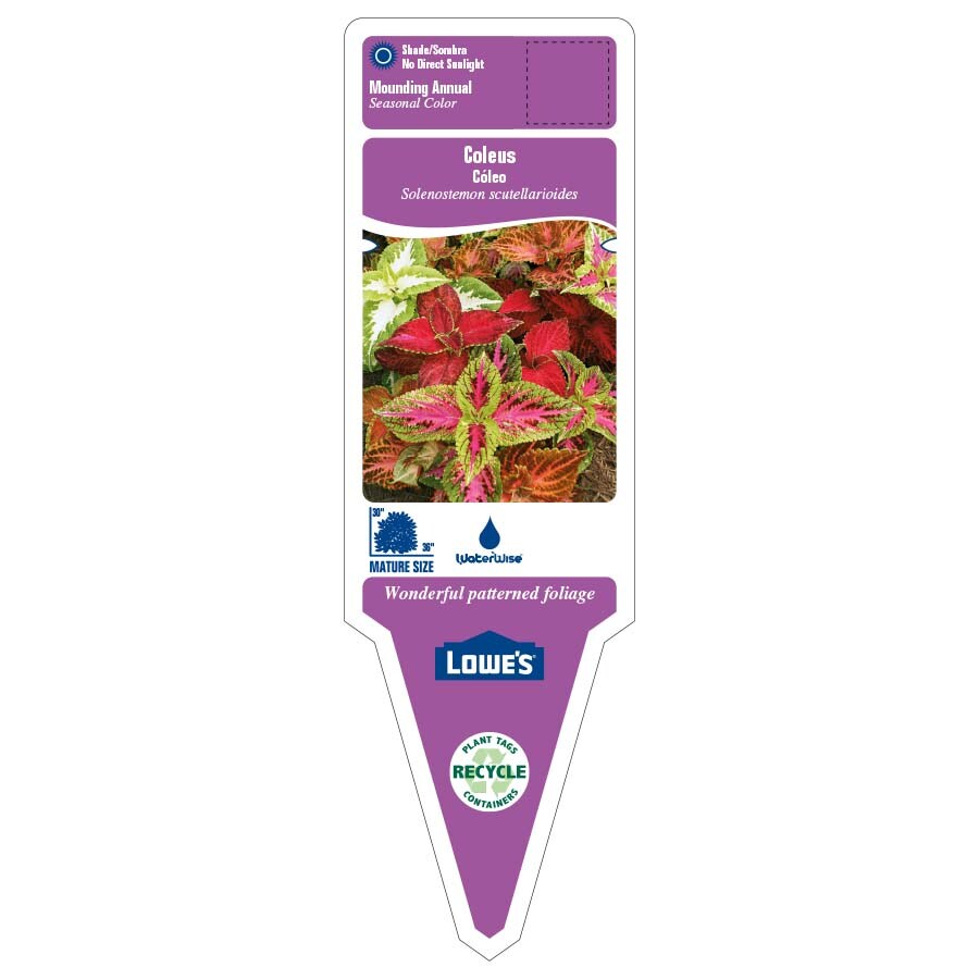 Lowe's NURSERY annuals - View #2