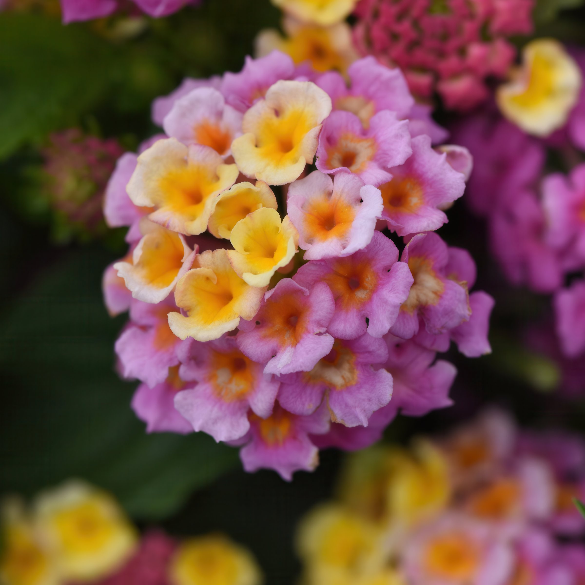 National Plant Network LW2153 annuals - View #7